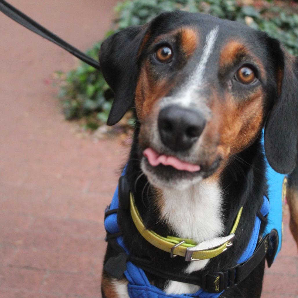 Enlarge Donald, a Adoptable mixed breed in Washington, DC image 3/6
