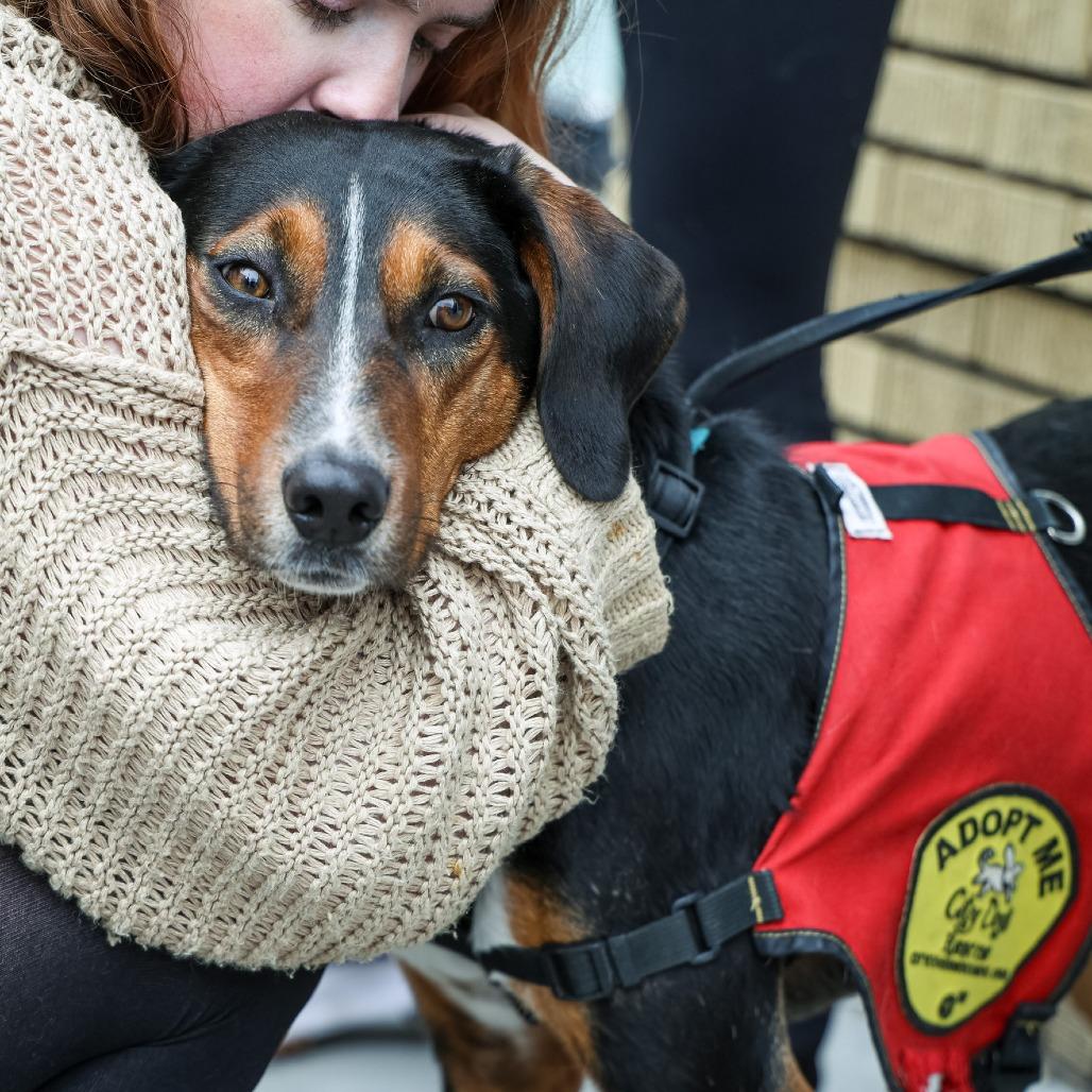 Enlarge Donald, a Adoptable mixed breed in Washington, DC image 4/6