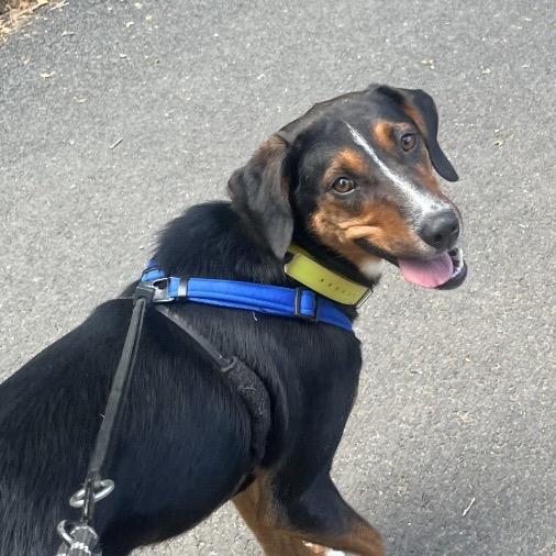 Enlarge Donald, a Adoptable mixed breed in Washington, DC image 4/6