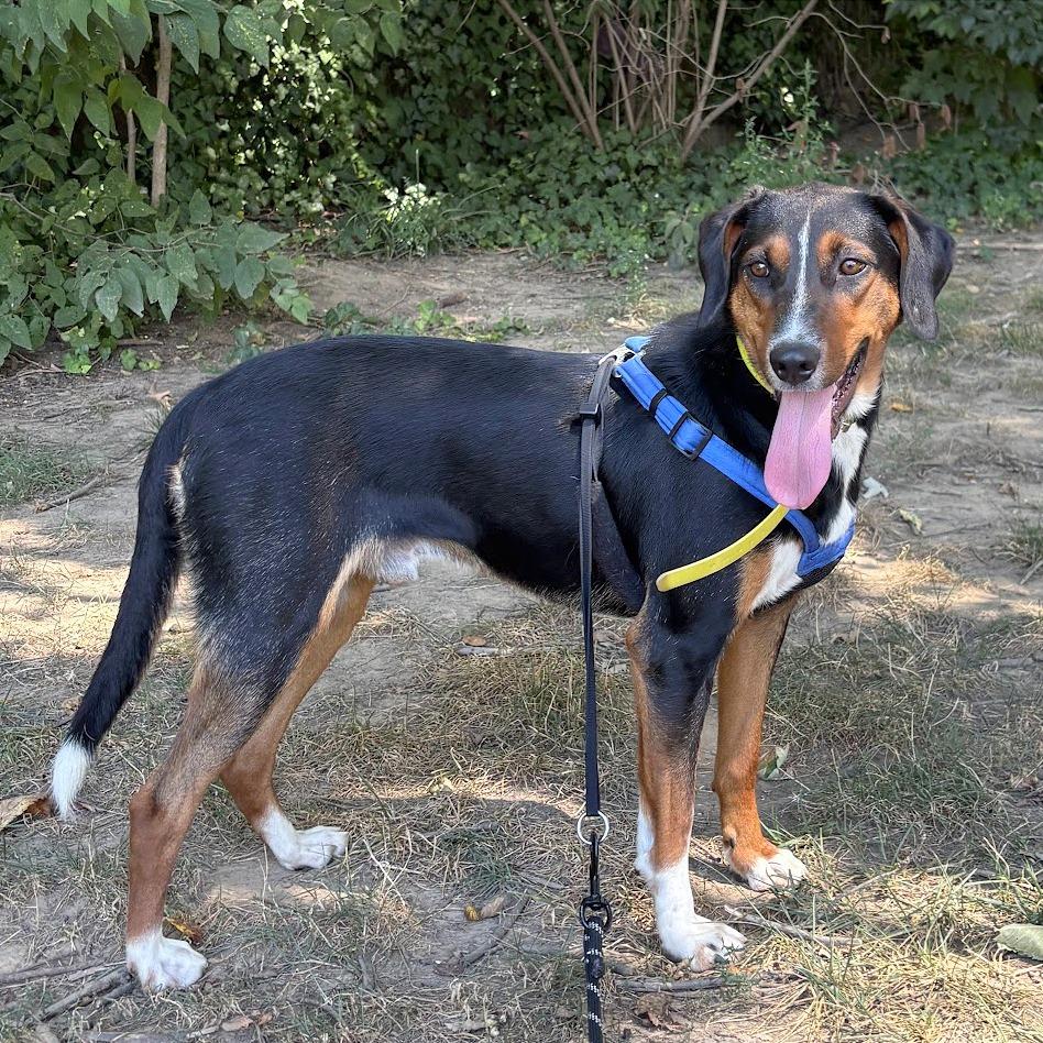 Enlarge Donald, a Adoptable mixed breed in Washington, DC image 5/6