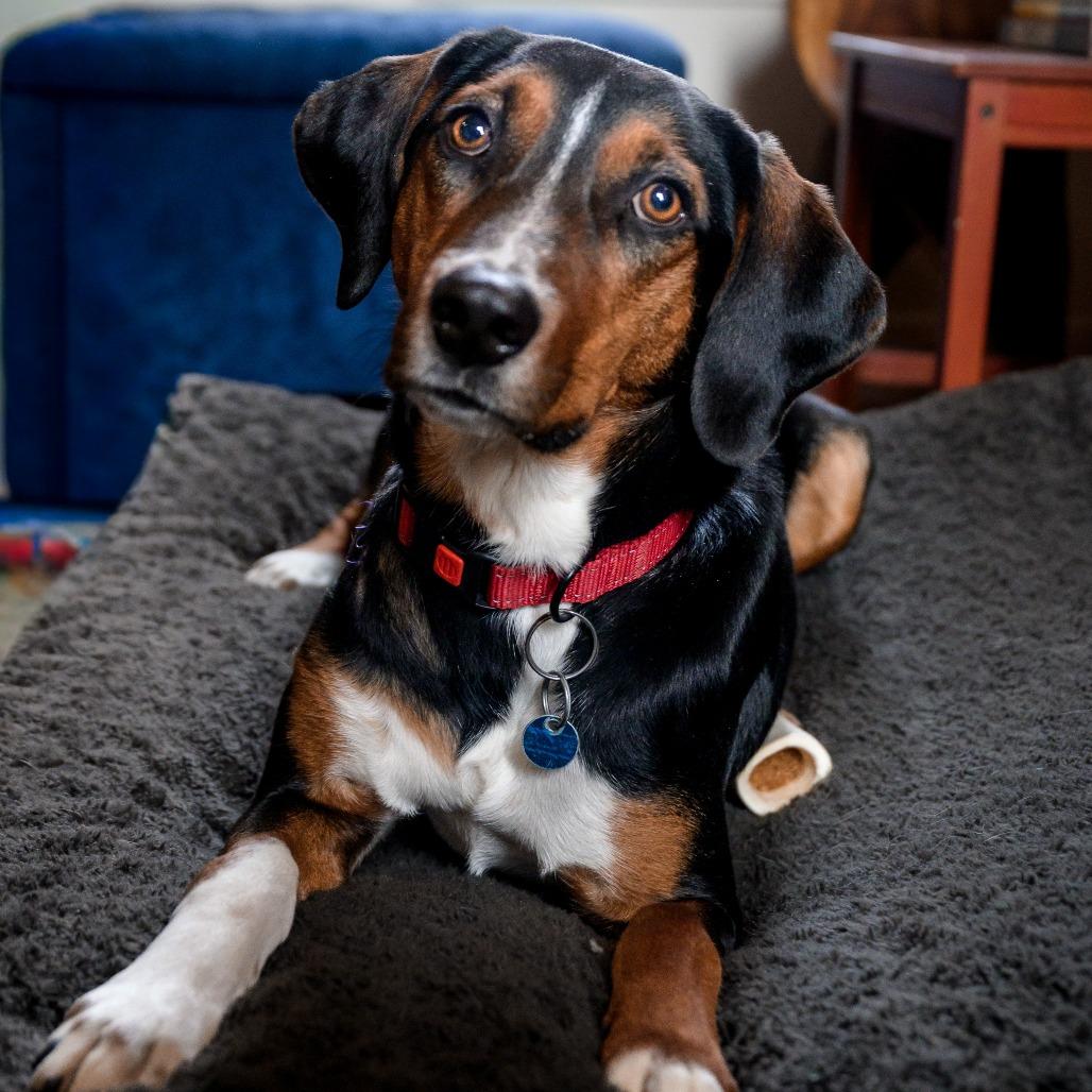 Enlarge Donald, a Adoptable mixed breed in Washington, DC image 6/6