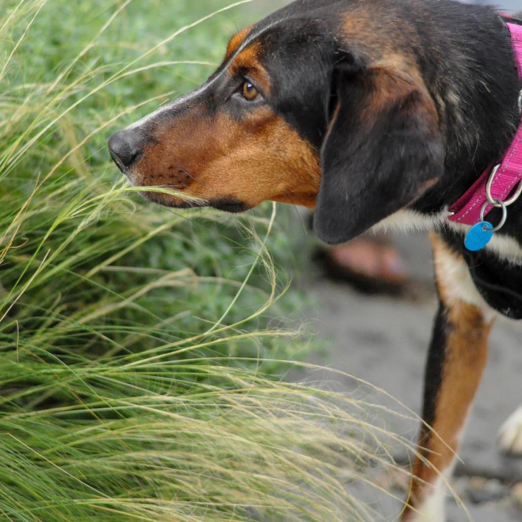 Enlarge Donald, a Adoptable mixed breed in Washington, DC image 6/6