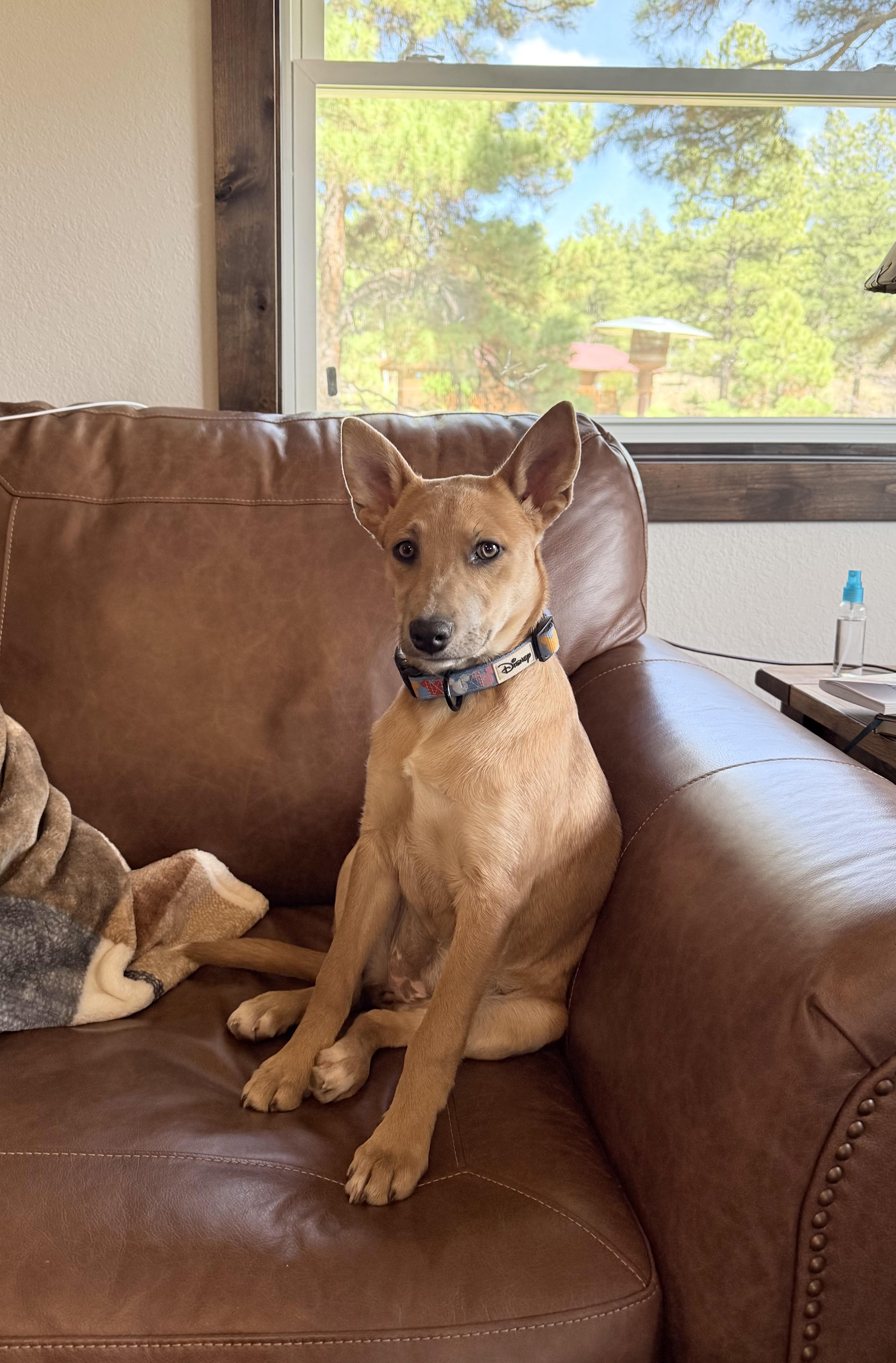 Cilantro , ADOPTABLE, Young Female Cattle Dog.