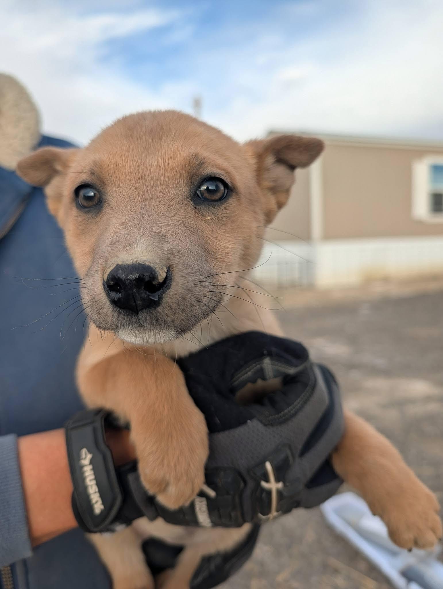 Cilantro , ADOPTABLE, Young Female Cattle Dog.
