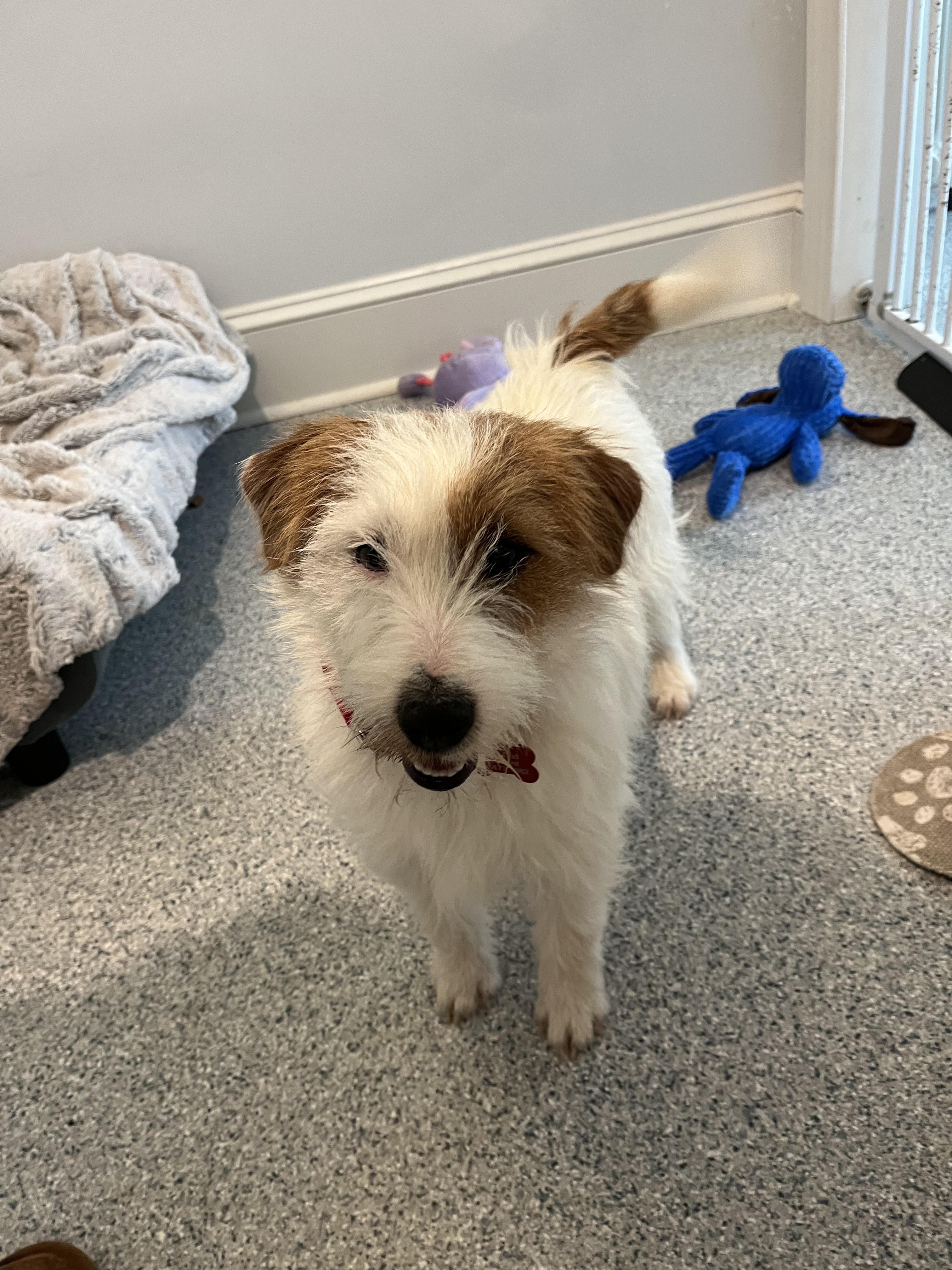 Enlarge Boone, a Adopted Jack Russell Terrier in Durham, NC image 1/5