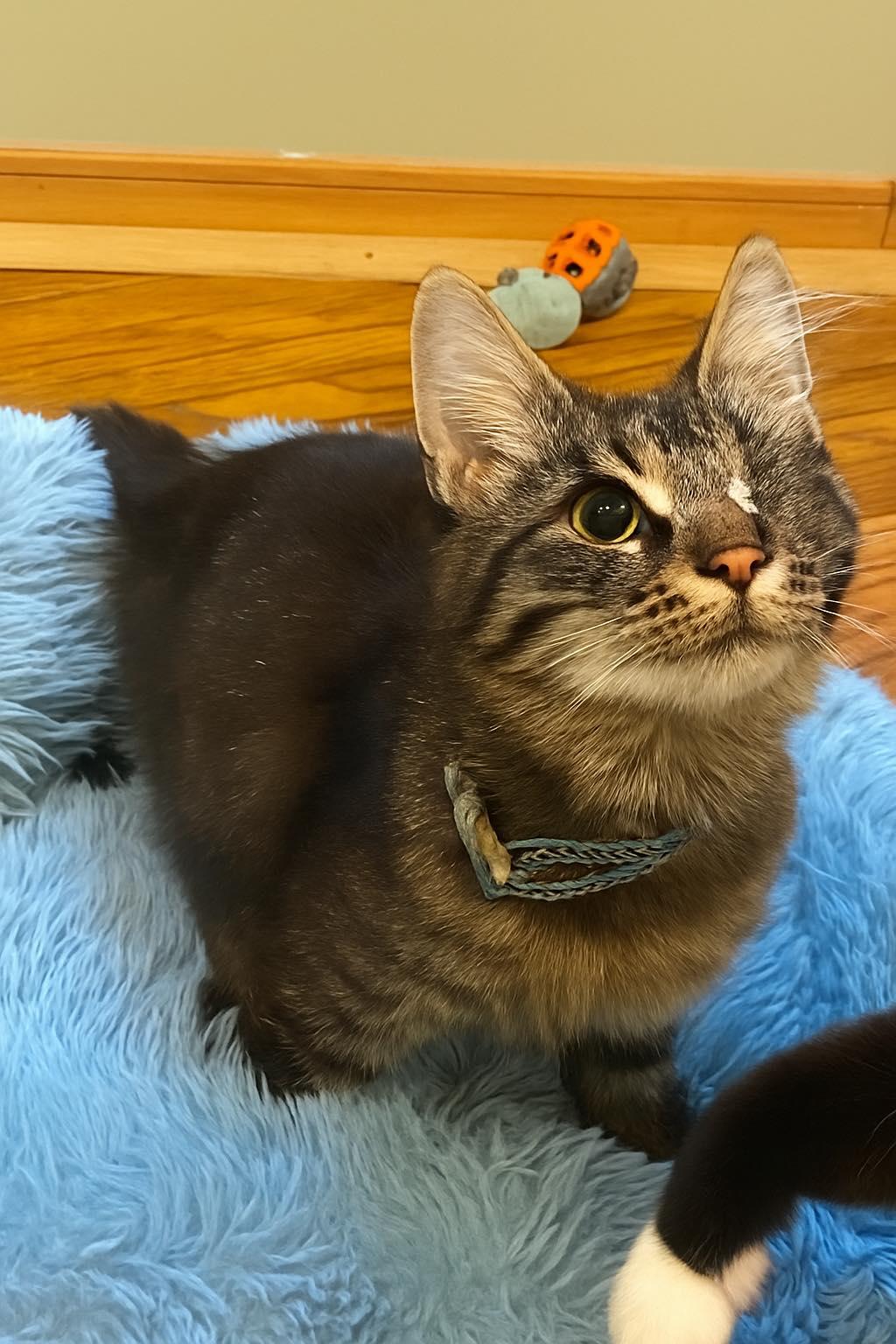 Enlarge Eugene, a Adopted Domestic Long Hair in Webster, NY image 1/1