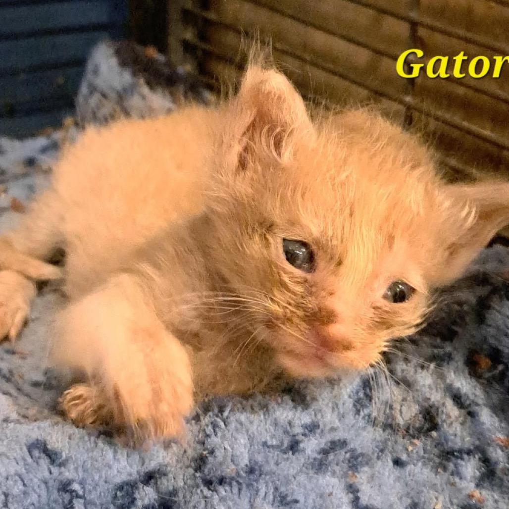 Gator, Adoptable, Kitten Male Domestic Short Hair.