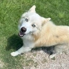 Icee, Young Male Mixed Breed