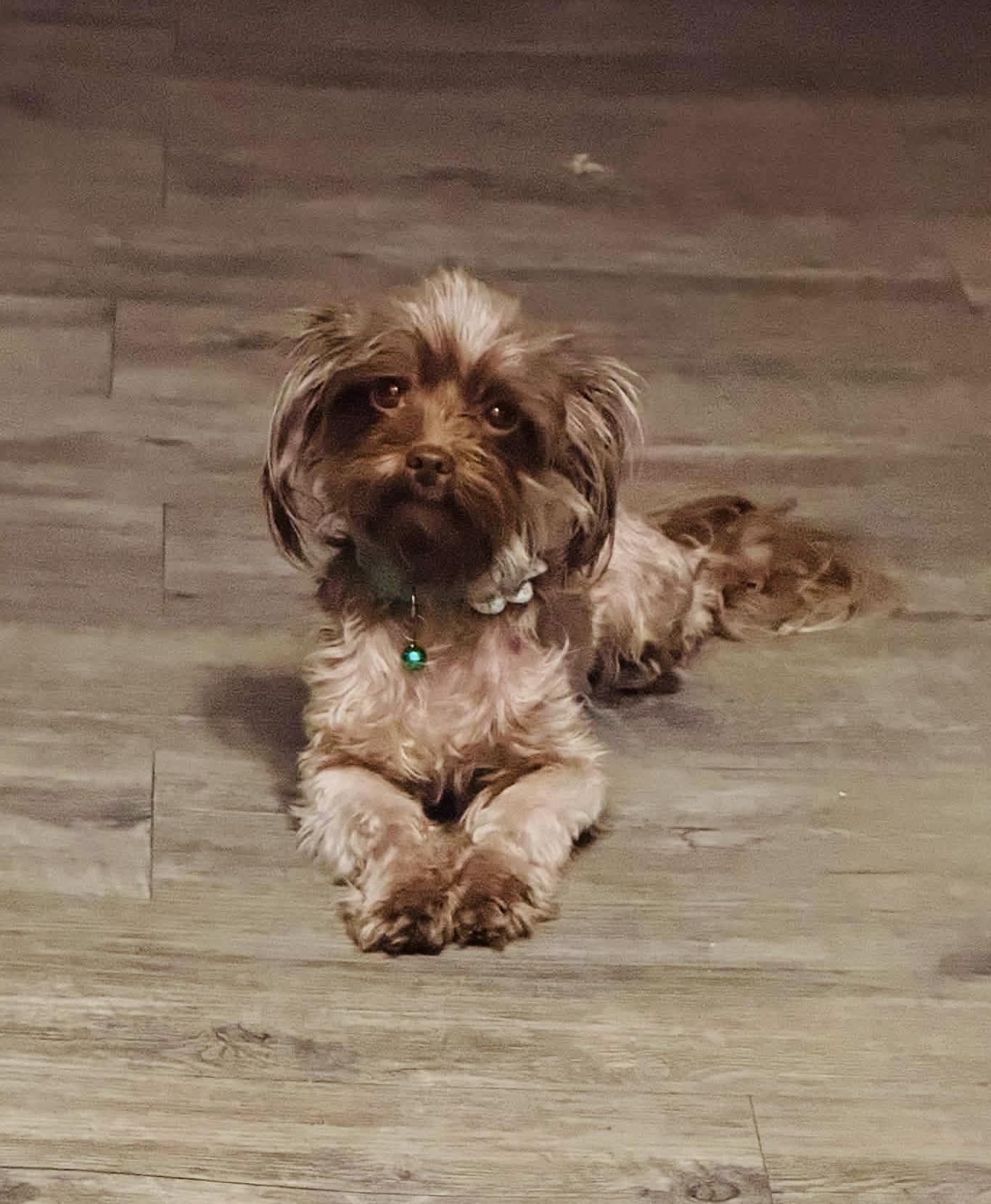 Enlarge Sesame, an adopted mixed breed in Beavercreek, OR image 4/6