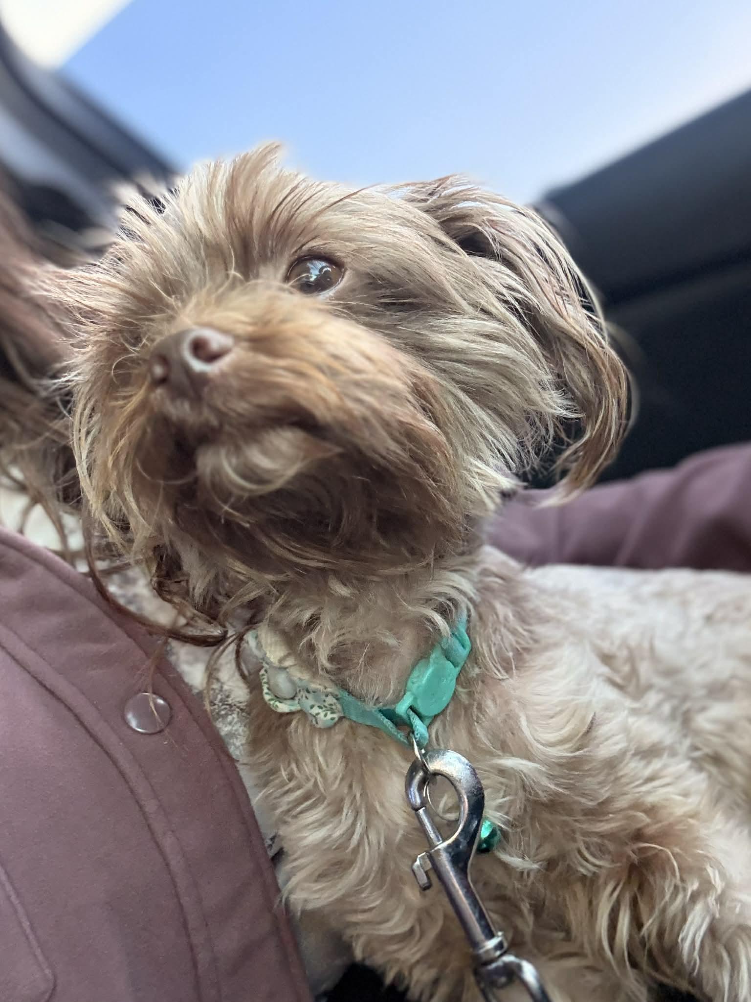 Enlarge Sesame, an adopted mixed breed in Beavercreek, OR image 3/6