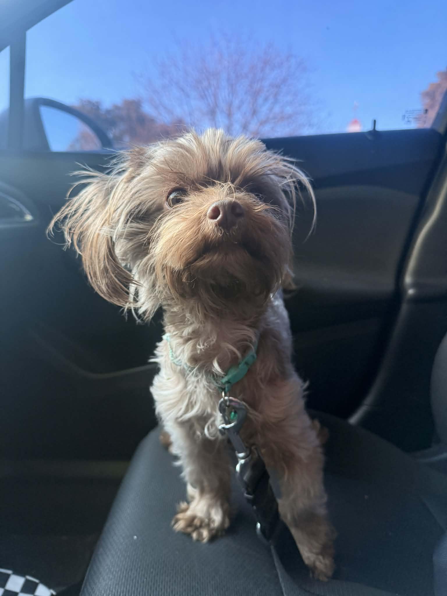 Enlarge Sesame, an adopted mixed breed in Beavercreek, OR image 2/6