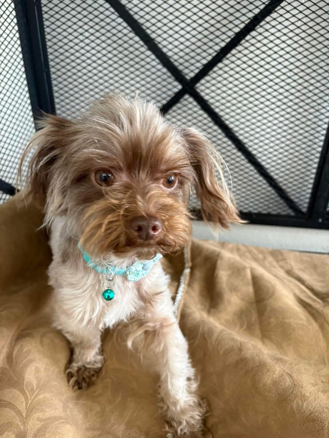 Enlarge Sesame, an adopted mixed breed in Beavercreek, OR image 5/6