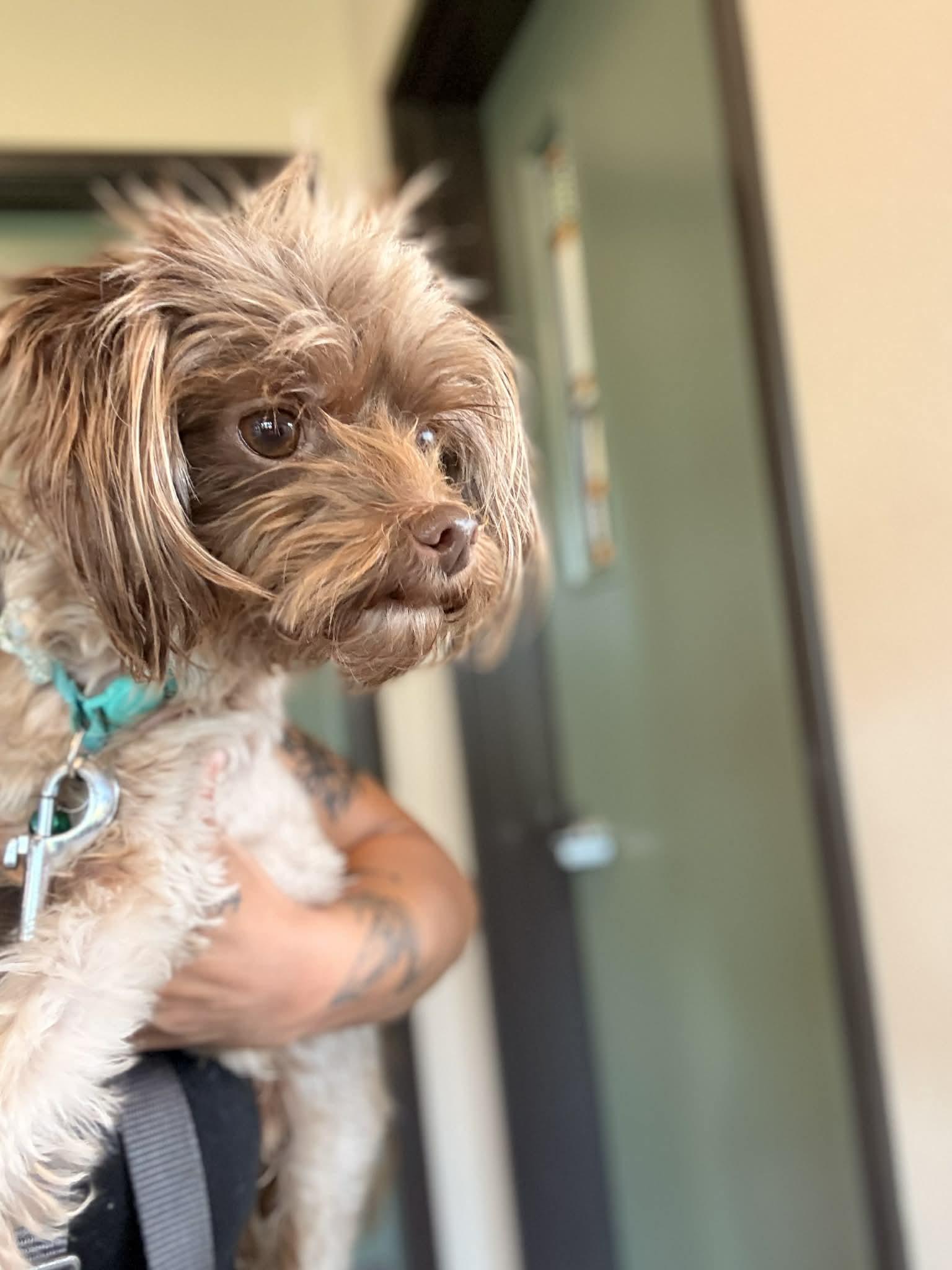 Sesame, adopted, Adult Male Maltese & Poodle (Toy).