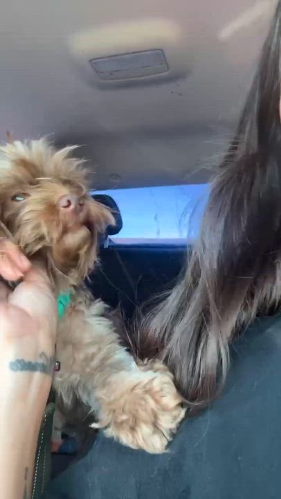 Enlarge Sesame, an adopted mixed breed in Beavercreek, OR video 6/6