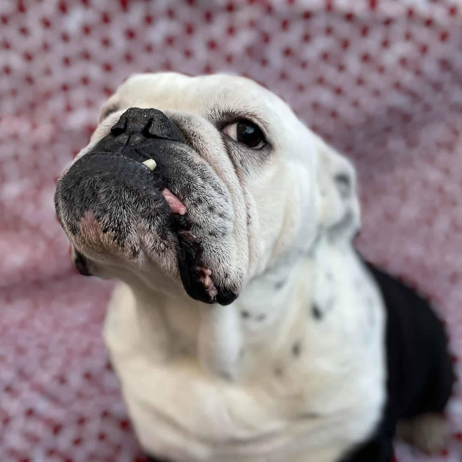 Enlarge Lady Eleanor, a ADOPTABLE English Bulldog in Las Vegas, NV image 2/3