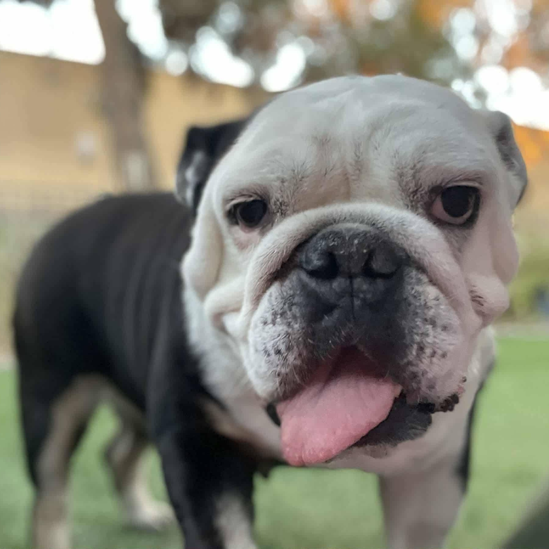 Lady Eleanor, ADOPTABLE, Adult Female English Bulldog.