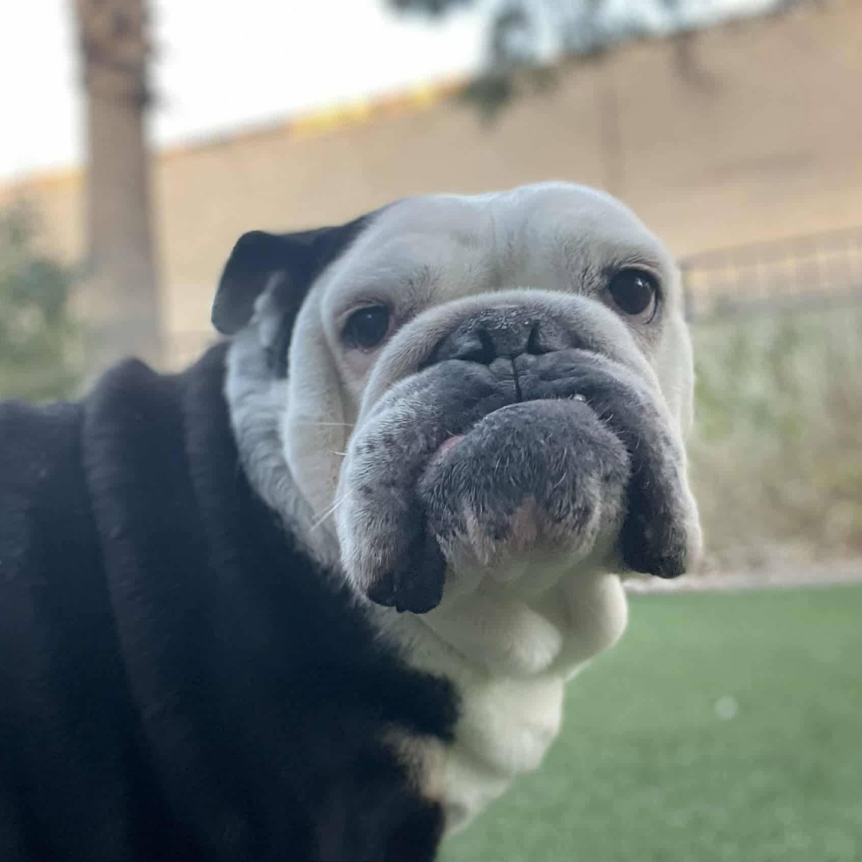 Enlarge Lady Eleanor, a ADOPTABLE English Bulldog in Las Vegas, NV image 3/3