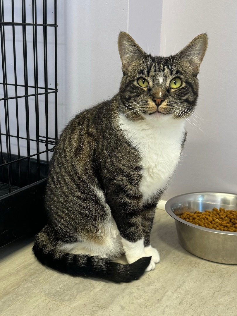 Tommie, Adoptable, Young Female Tabby.