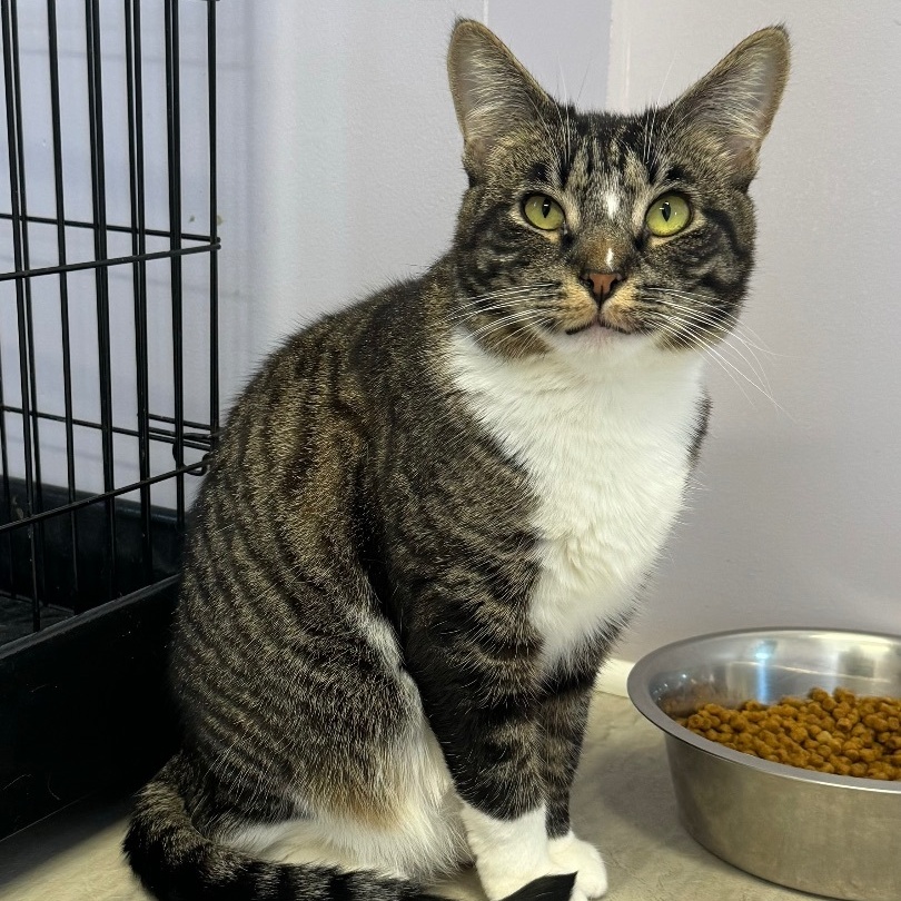 Enlarge Tommie, a Adoptable Tabby in East Northport, NY image 1/15