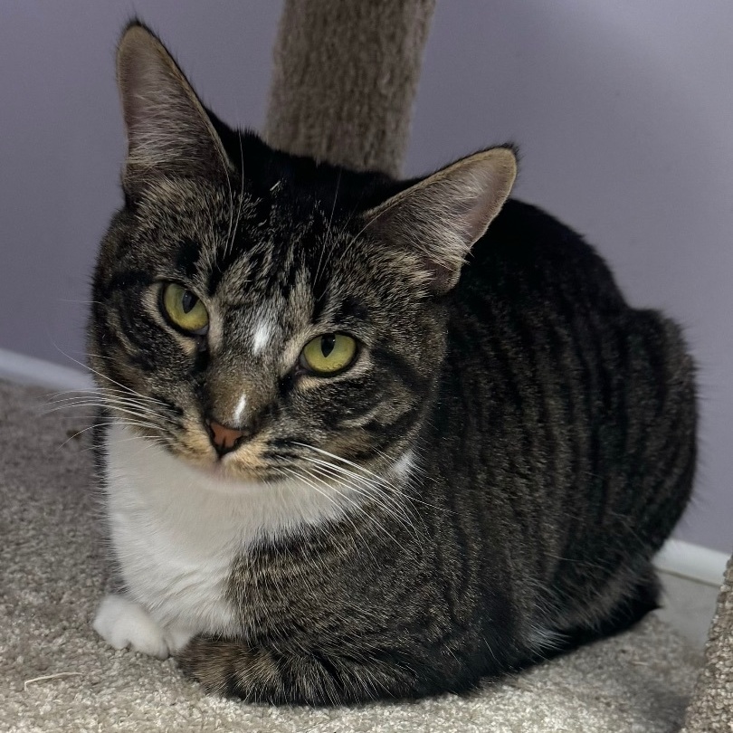 Enlarge Tommie, a Adoptable Tabby in East Northport, NY image 2/15