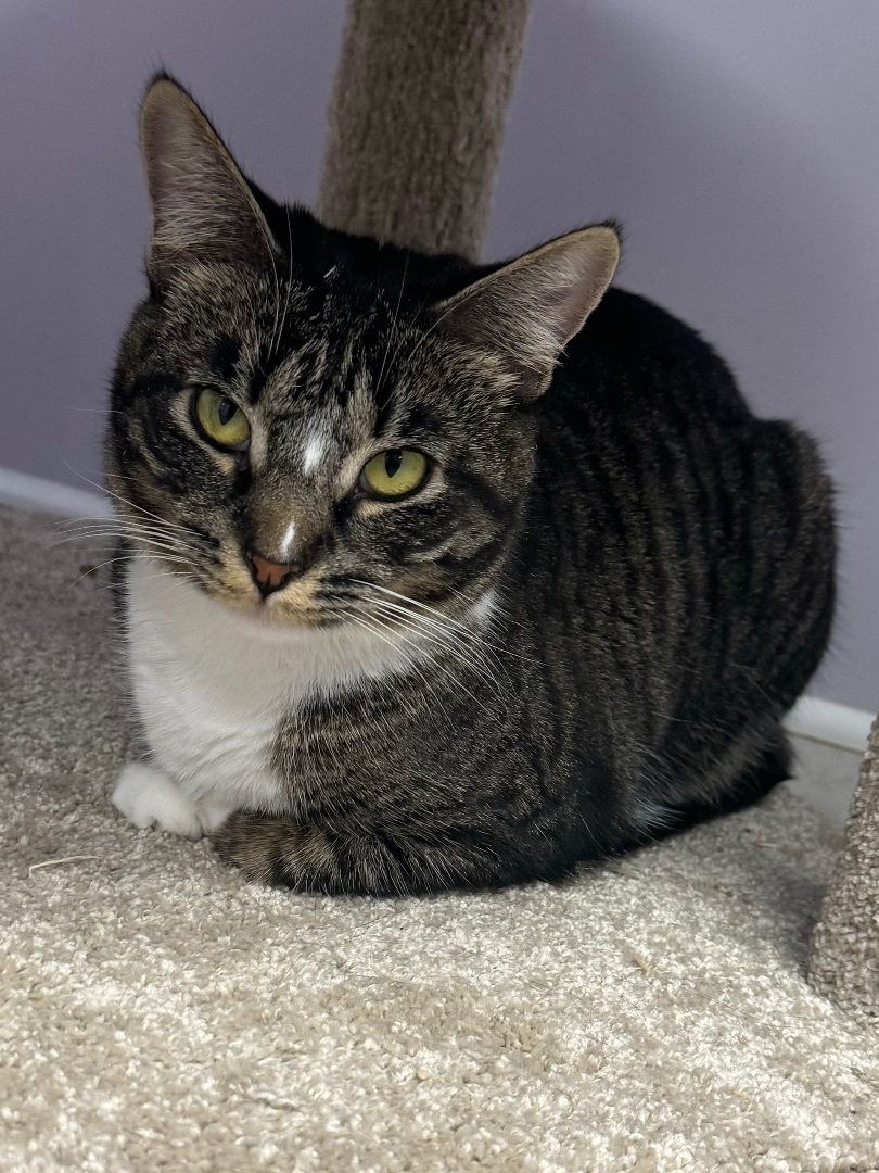 Enlarge Tommie, a Adoptable Tabby in East Northport, NY image 2/15