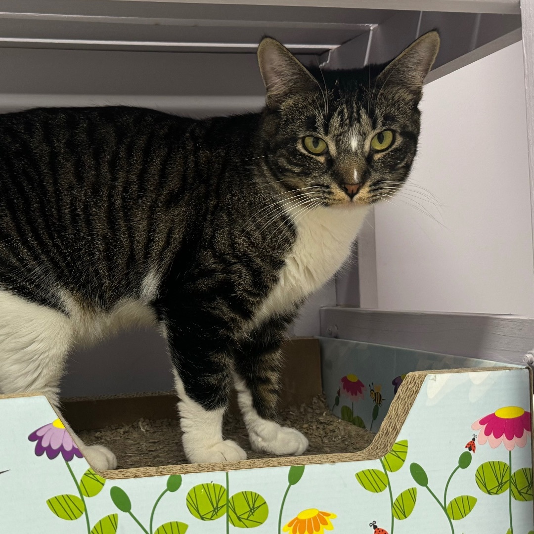 Enlarge Tommie, a Adoptable Tabby in East Northport, NY image 3/15