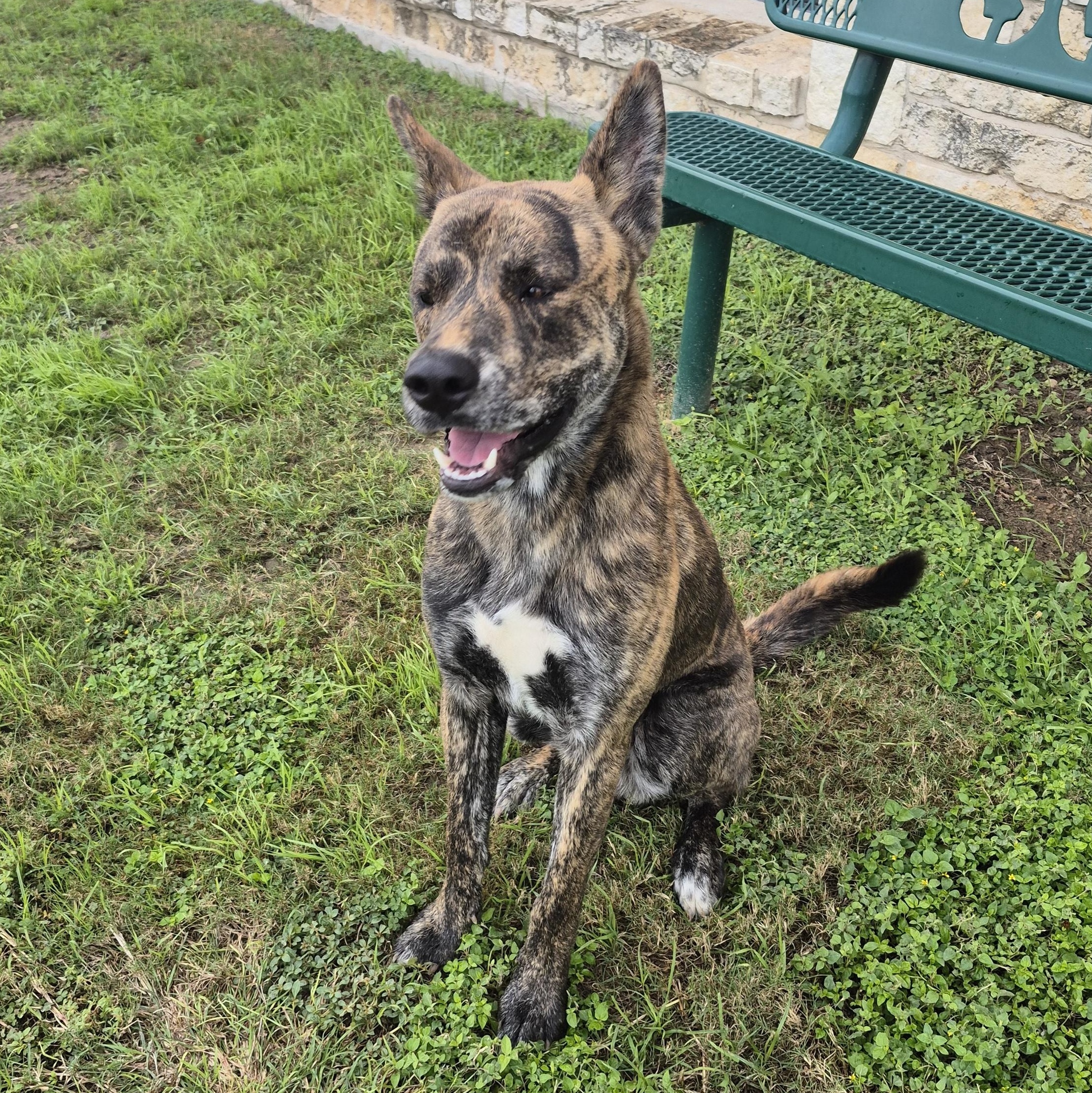 Ted, ADOPTABLE, Adult Male Mixed Breed.