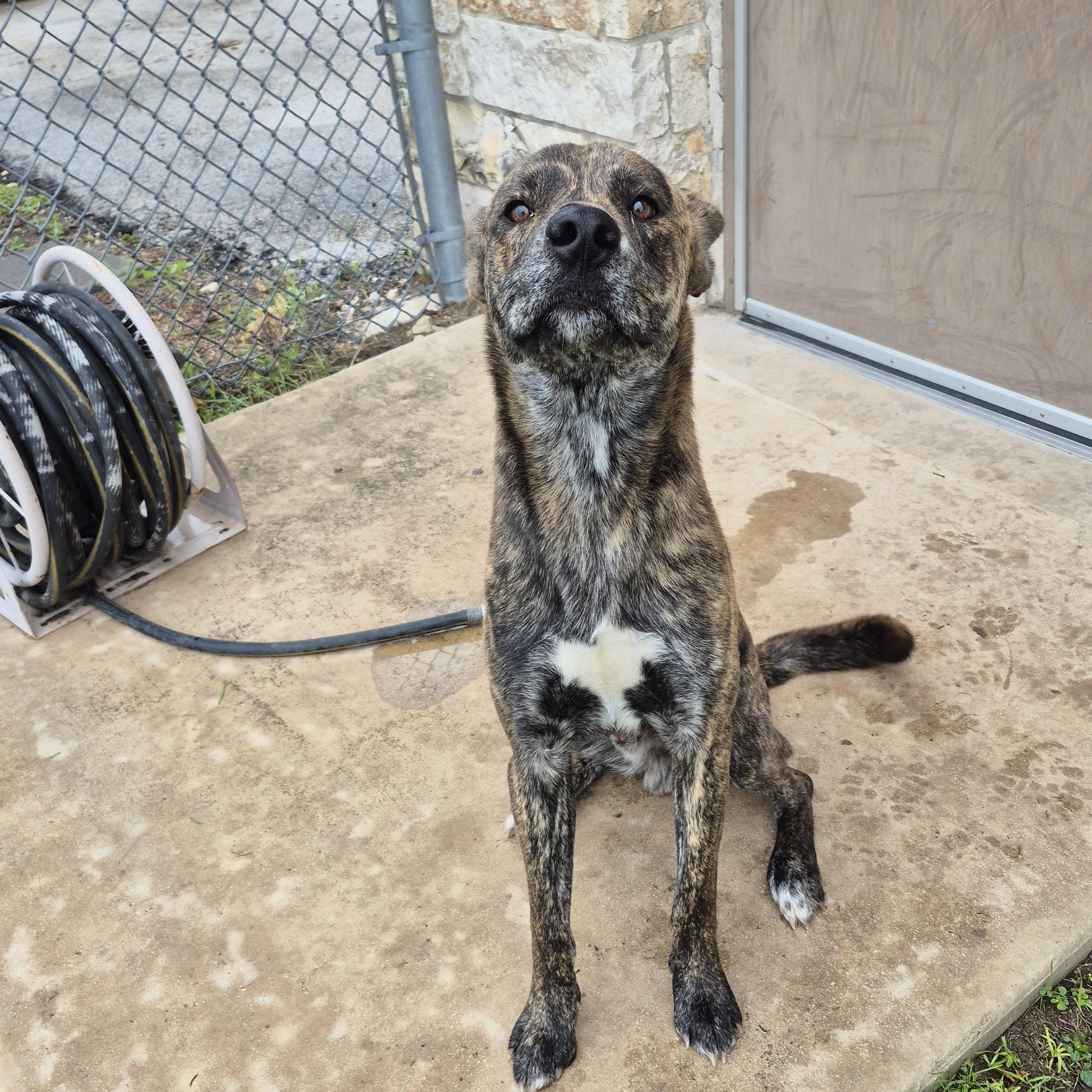 Enlarge Ted, a ADOPTABLE Mixed Breed in Schertz, TX image 2/3
