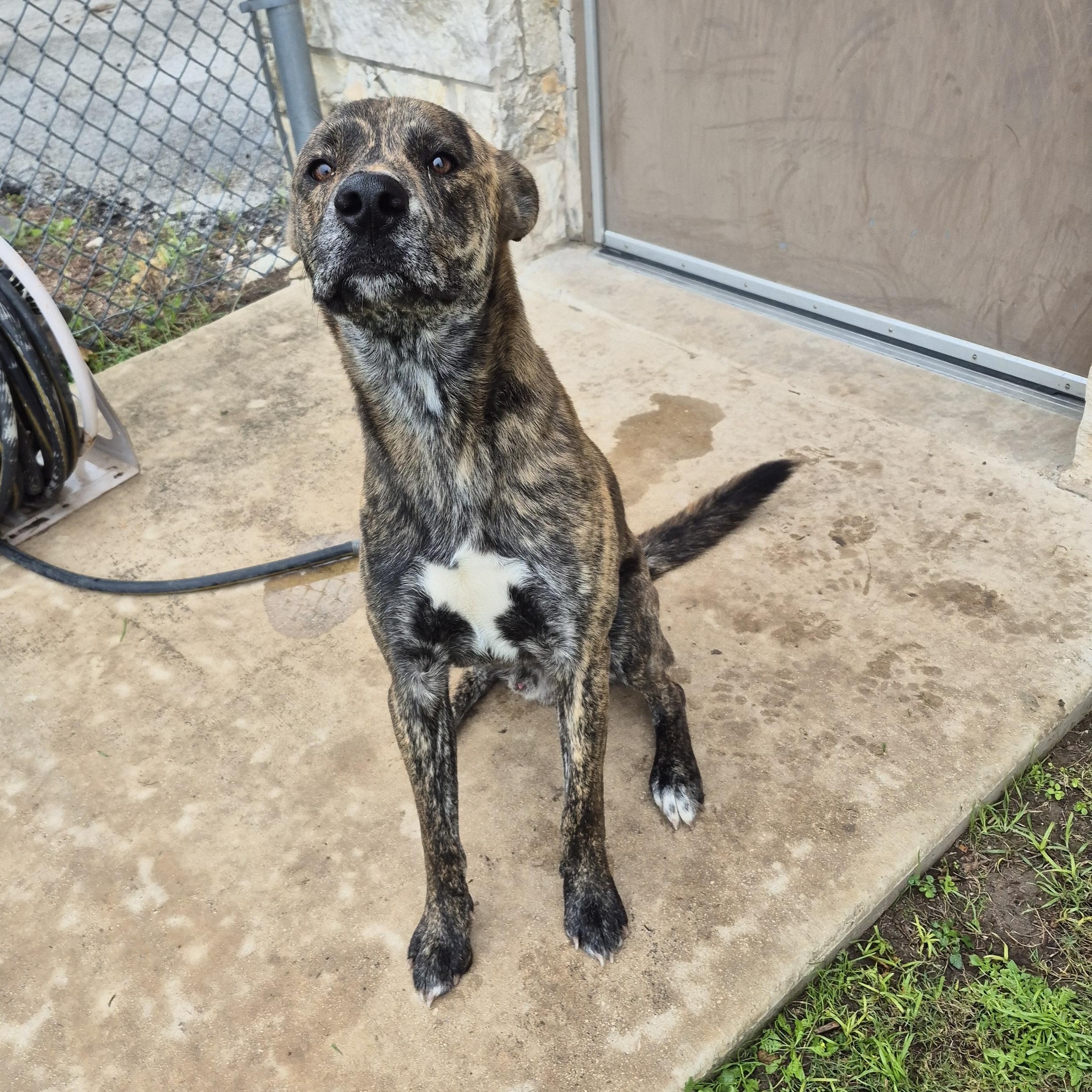 Enlarge Ted, a ADOPTABLE Mixed Breed in Schertz, TX image 3/3