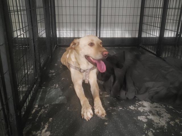 Billy, Adult Female Labrador Retriever