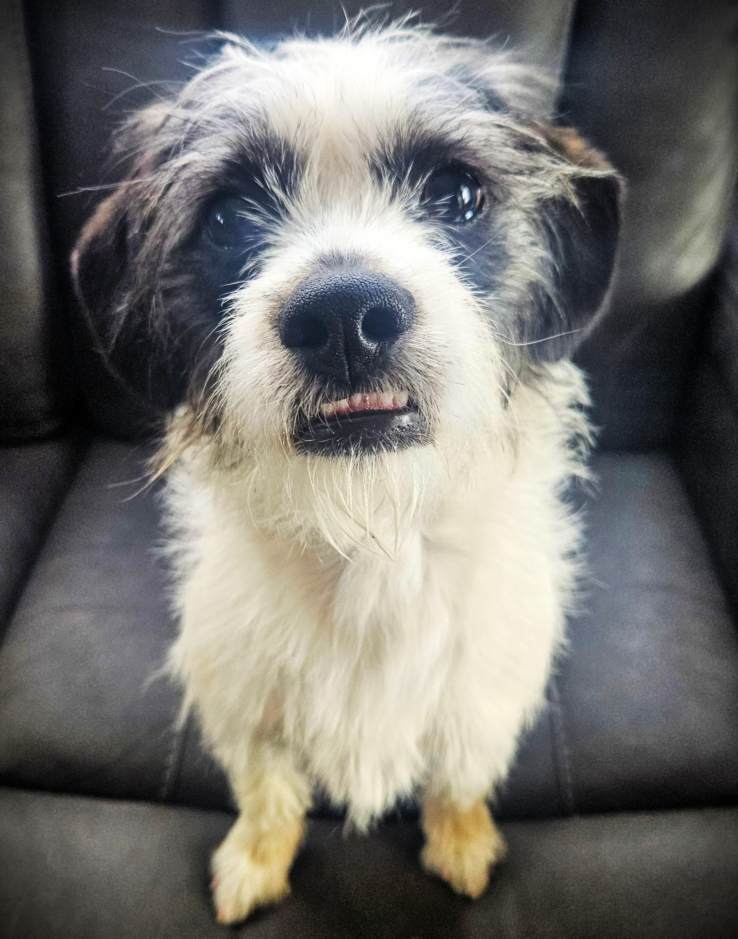 Enlarge Birdie, an adopted mixed breed in Boiling Springs, PA image 2/4