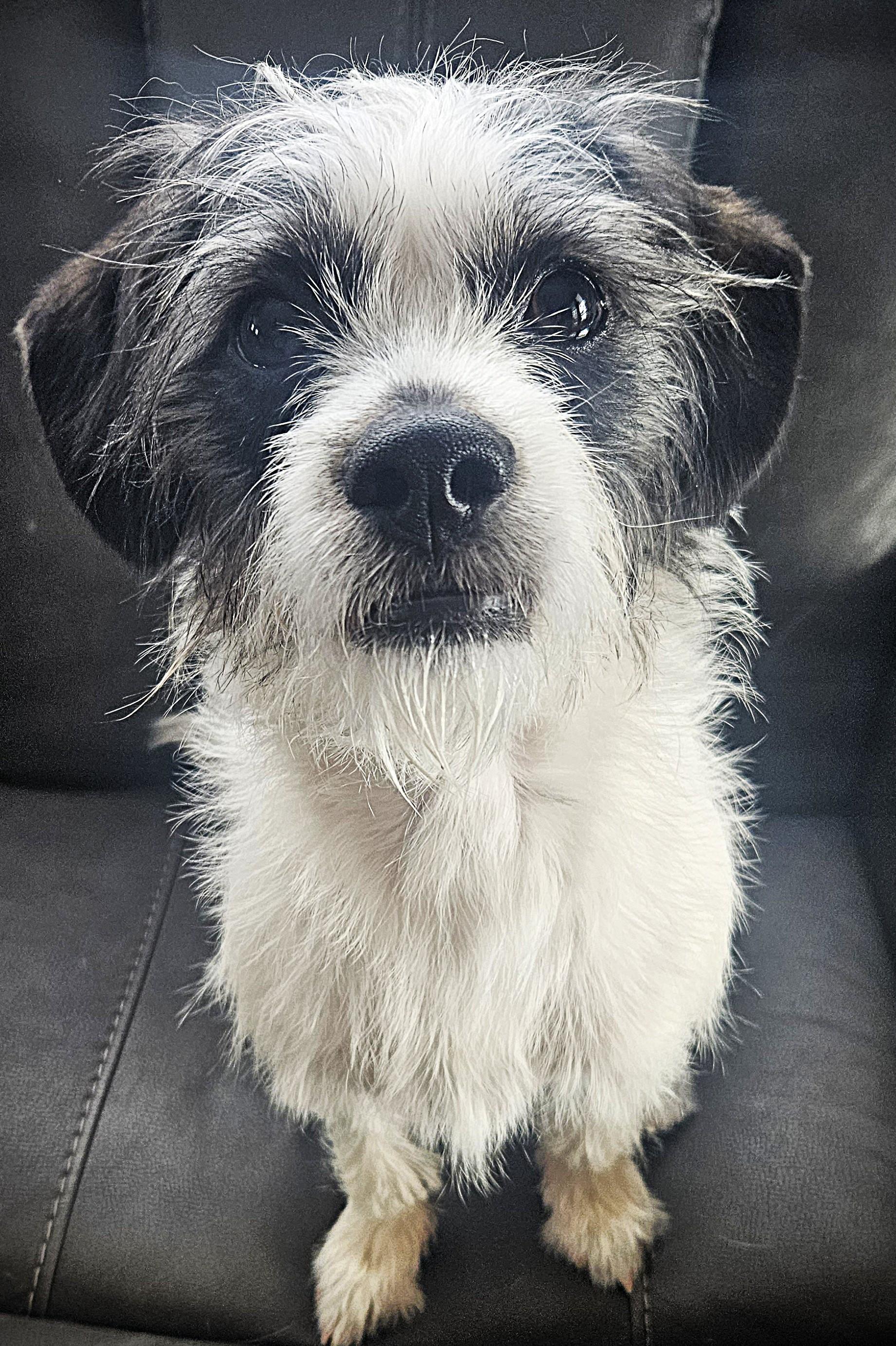 Enlarge Birdie, an adopted mixed breed in Boiling Springs, PA image 4/4