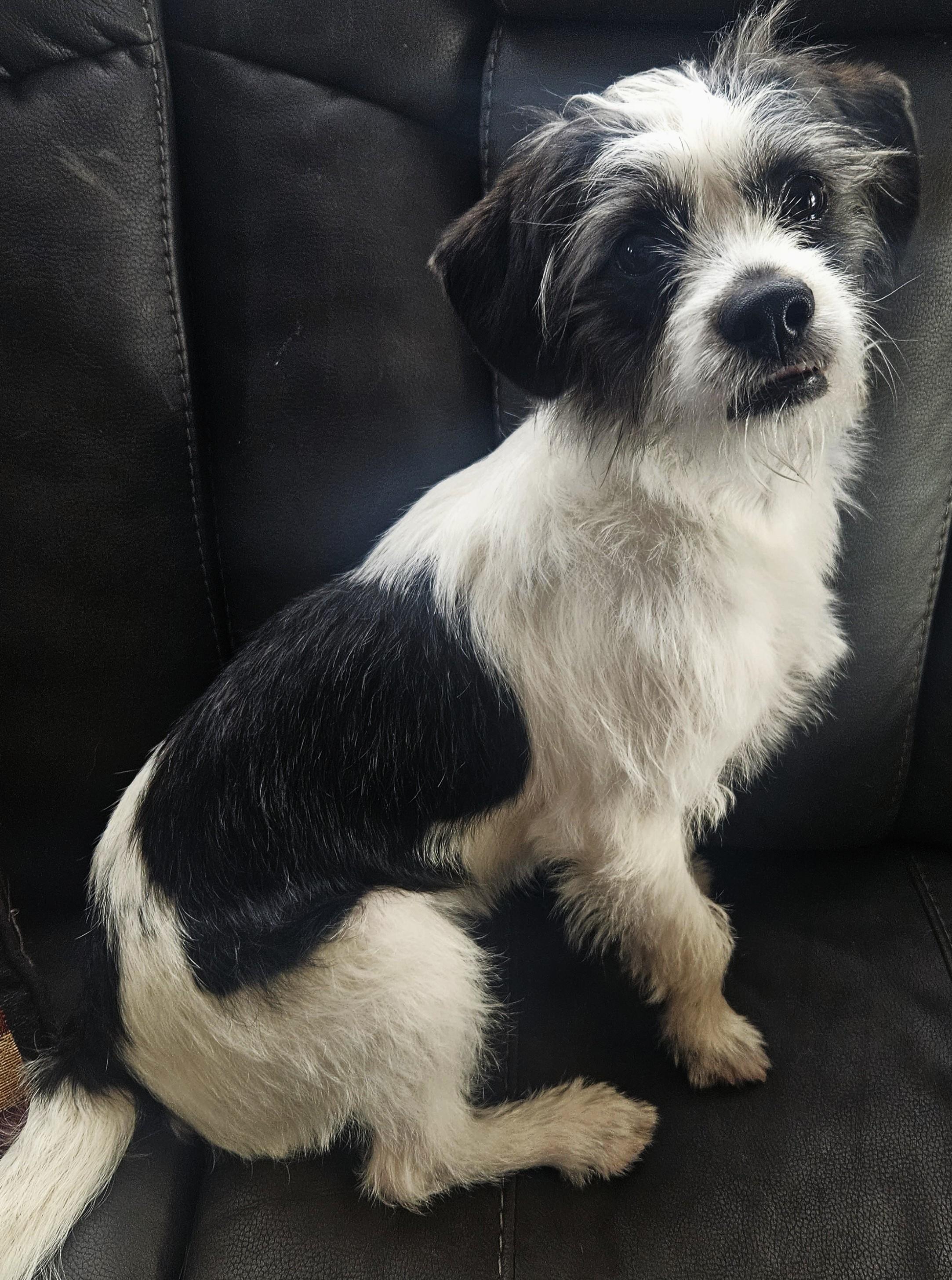 Enlarge Birdie, an adopted mixed breed in Boiling Springs, PA image 3/4