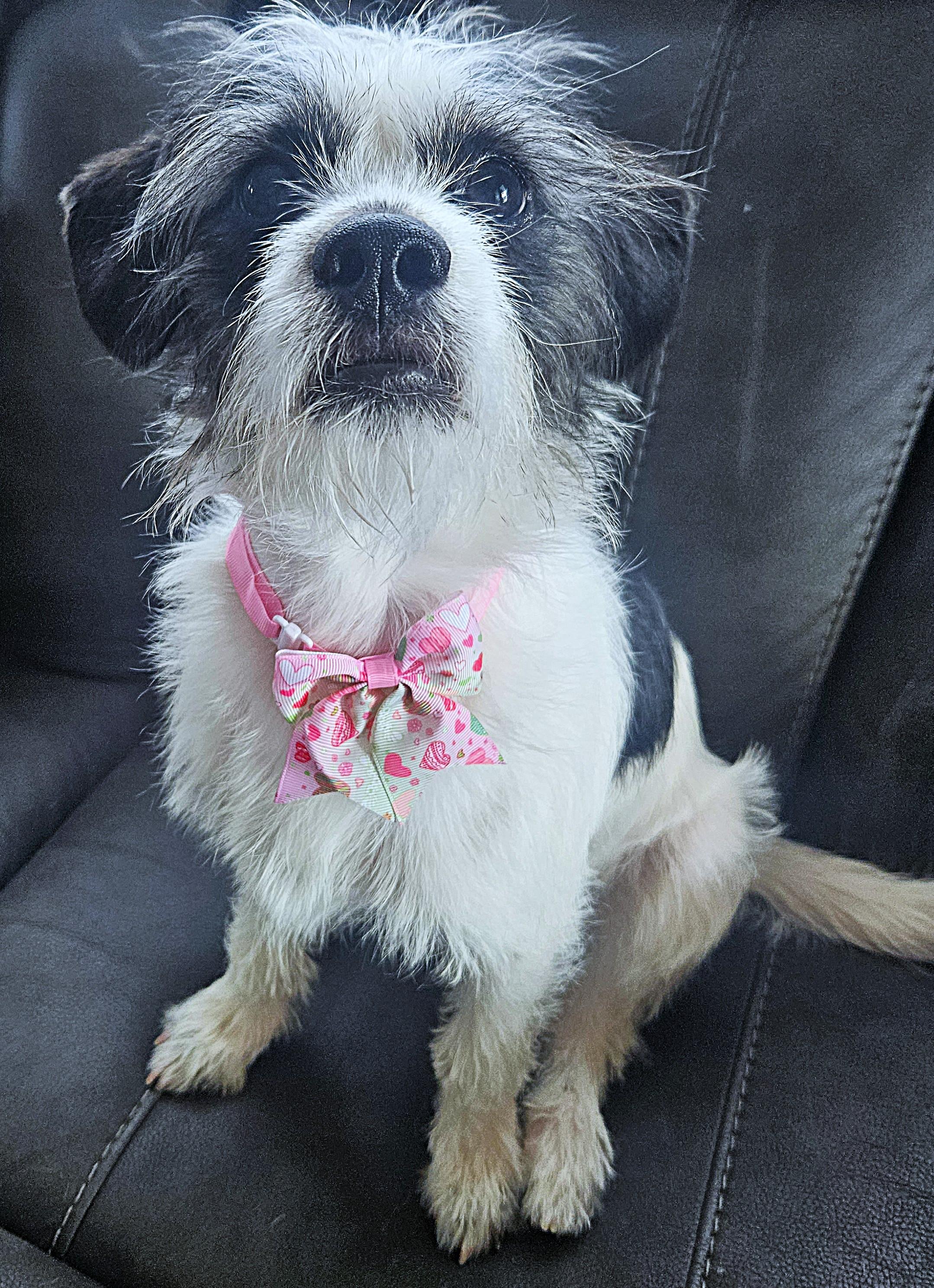 Birdie, adopted, Puppy Female Terrier.