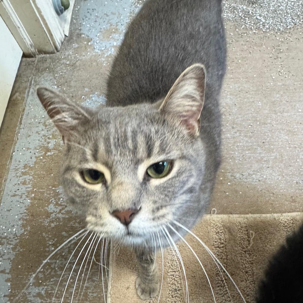 Scone #17, Adoptable, Adult Male Domestic Short Hair.