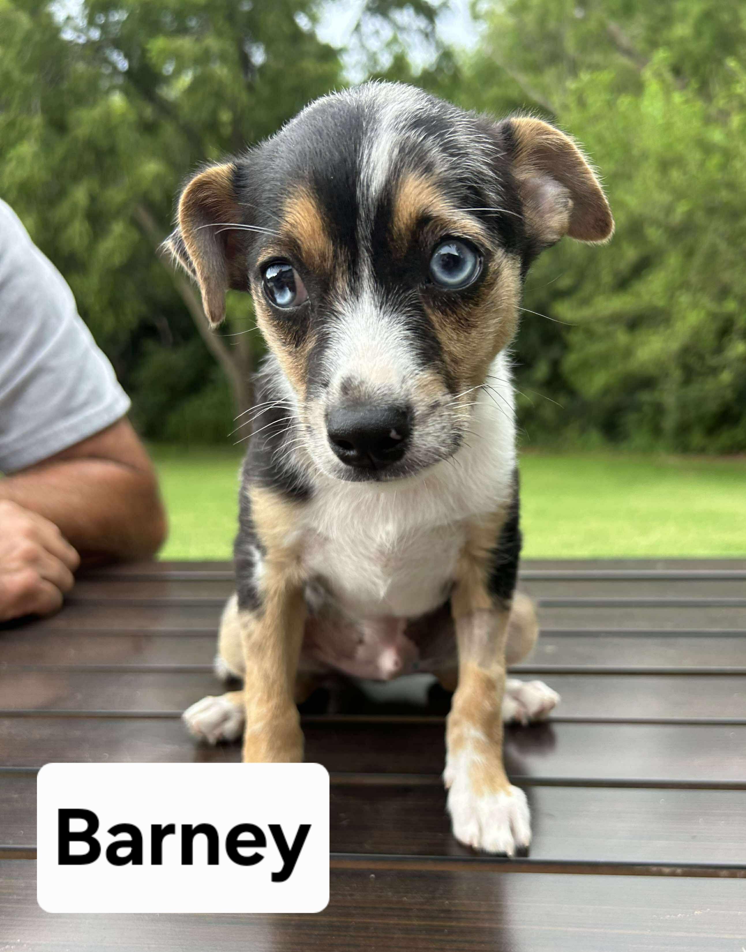 BARNEY     $400, Young Male Terrier