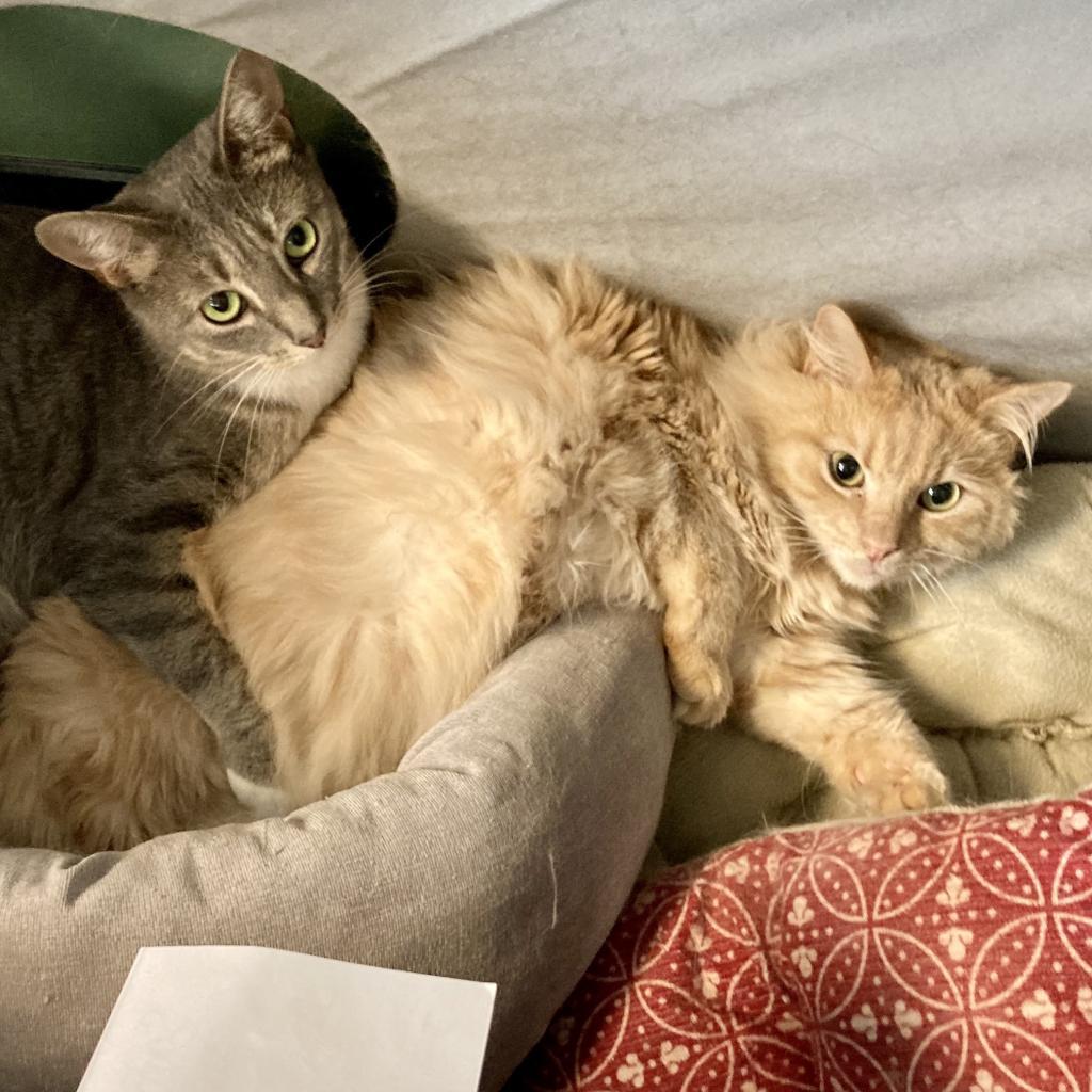 Main (& Whiskers), Adoptable, Adult Male Domestic Long Hair.