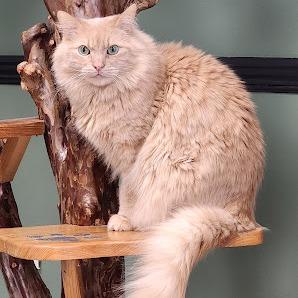 Enlarge Main (& Whiskers), a Adoptable Domestic Long Hair in Kennett Square, PA image 2/6