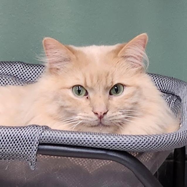 Enlarge Main (& Whiskers), a Adoptable Domestic Long Hair in Kennett Square, PA image 2/6