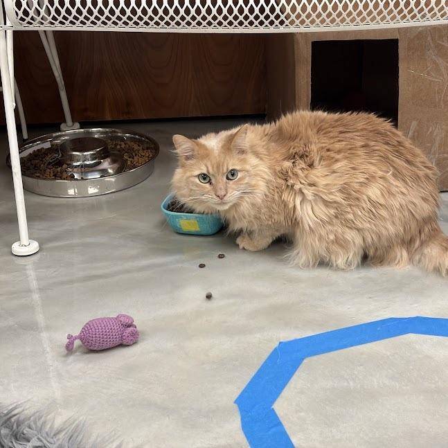 Enlarge Main (& Whiskers), a Adoptable Domestic Long Hair in Kennett Square, PA image 3/6