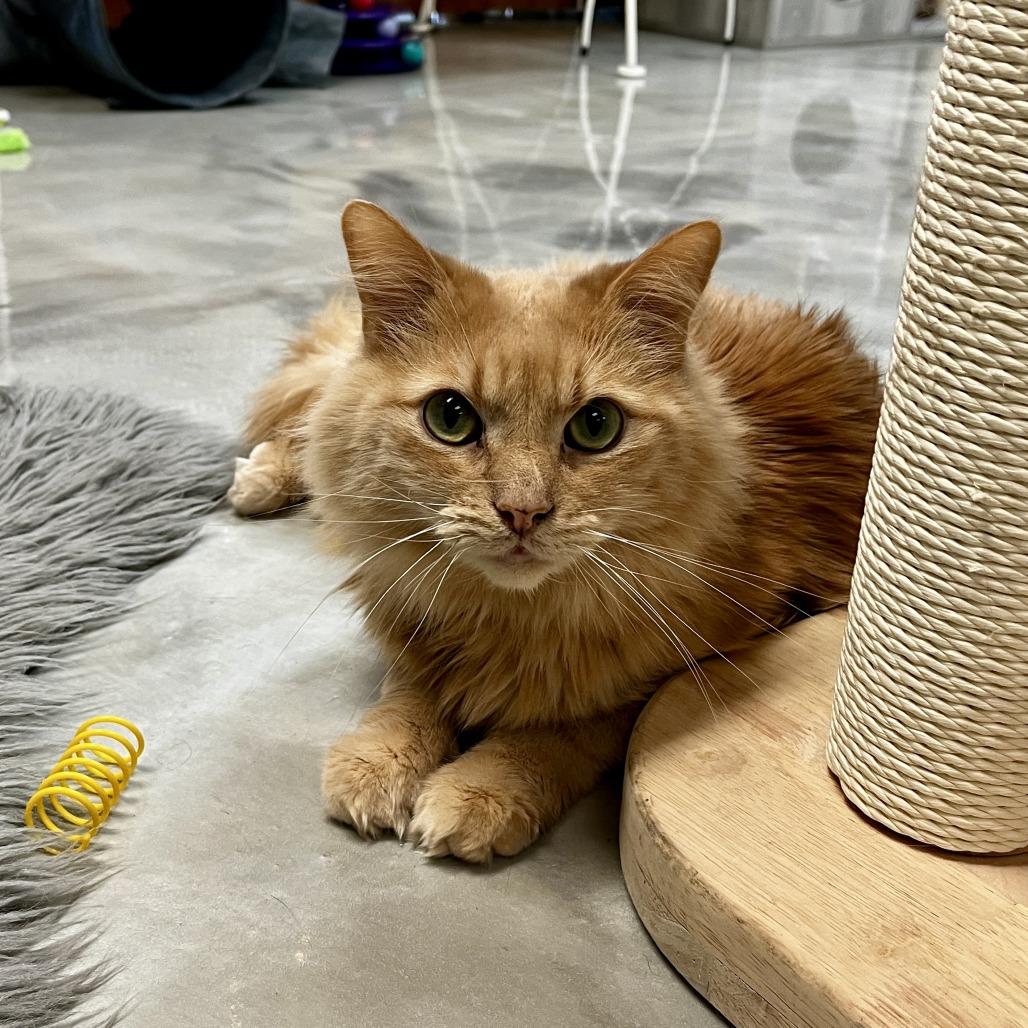Enlarge Main (& Whiskers), a Adoptable Domestic Long Hair in Kennett Square, PA image 4/6