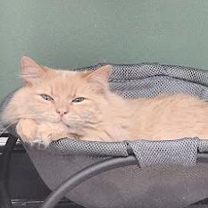Enlarge Main (& Whiskers), a Adoptable Domestic Long Hair in Kennett Square, PA image 6/6