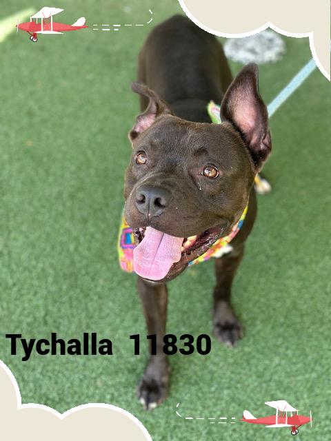 Introducing Tychalla He was brought to the shelter along with his besties Milo and Sarabi on 711 