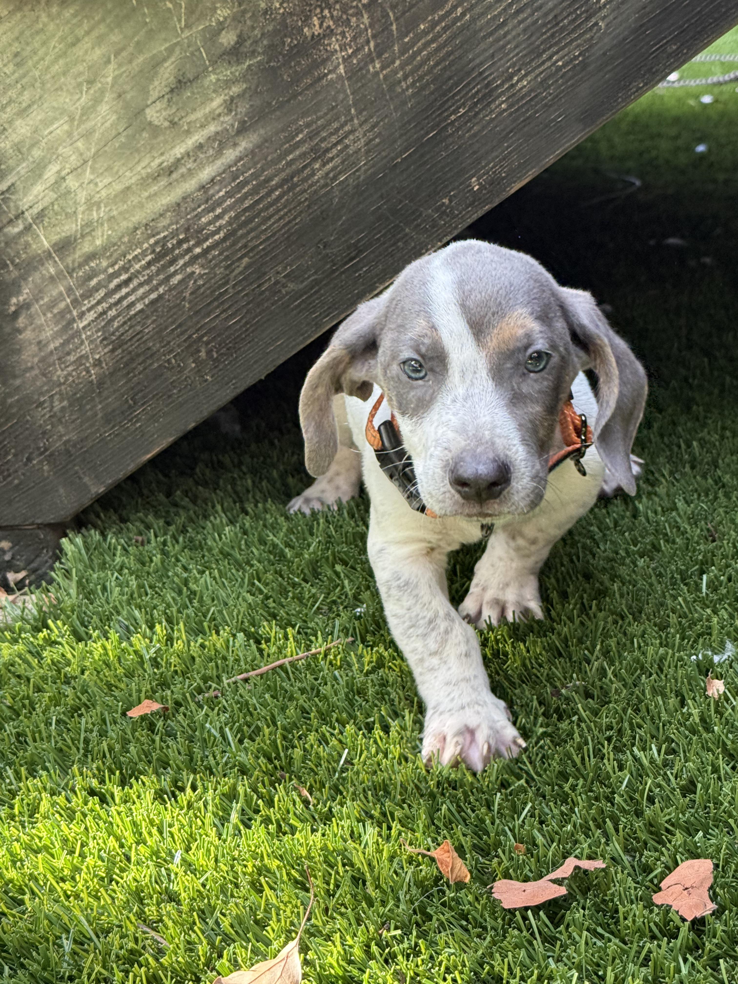 Asher Woofles, an adopted mixed breed in New Orleans, LA image 4/6