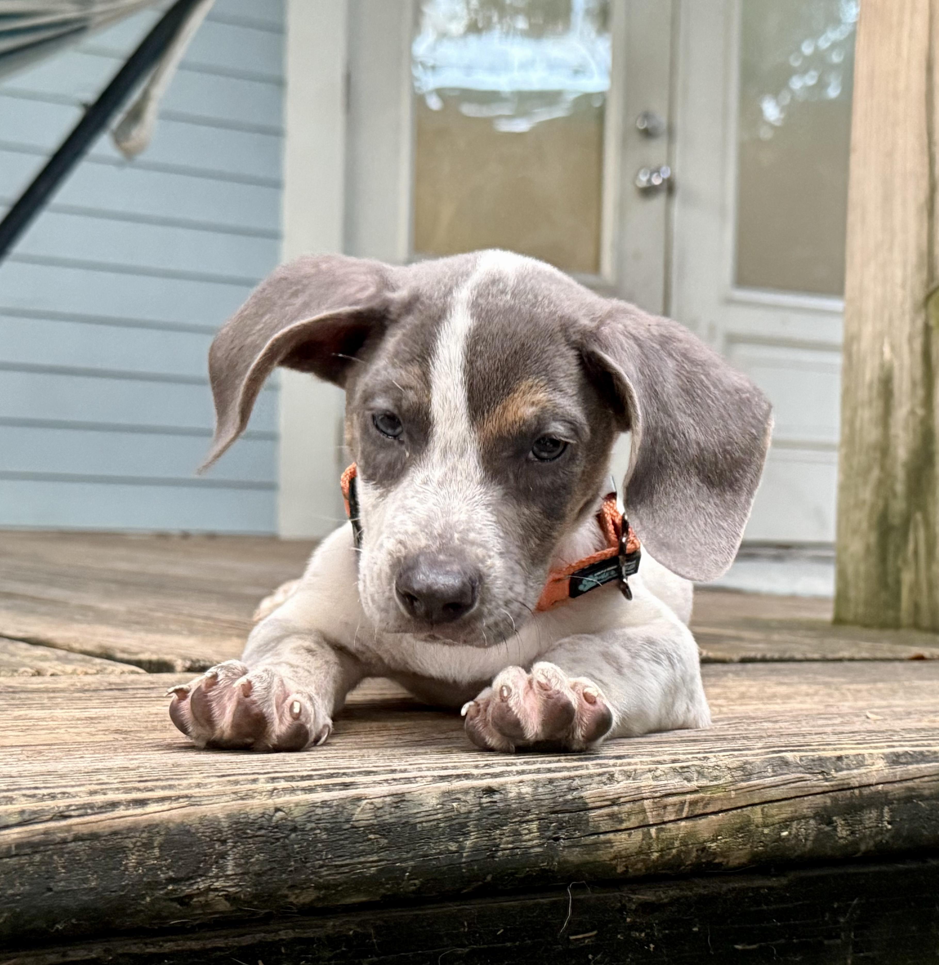 Asher Woofles, an adopted mixed breed in New Orleans, LA image 6/6