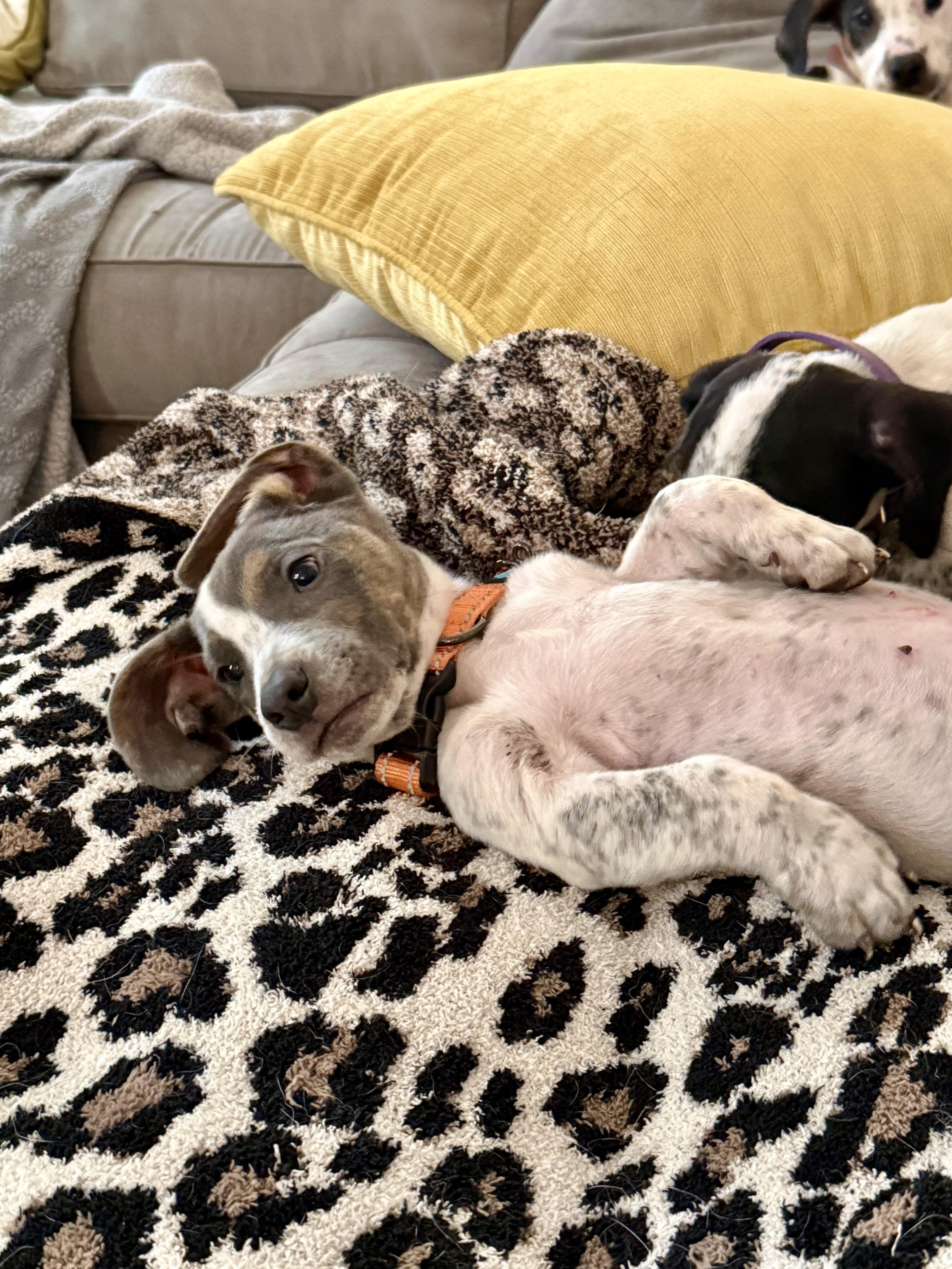 Asher Woofles, an adopted mixed breed in New Orleans, LA image 2/6