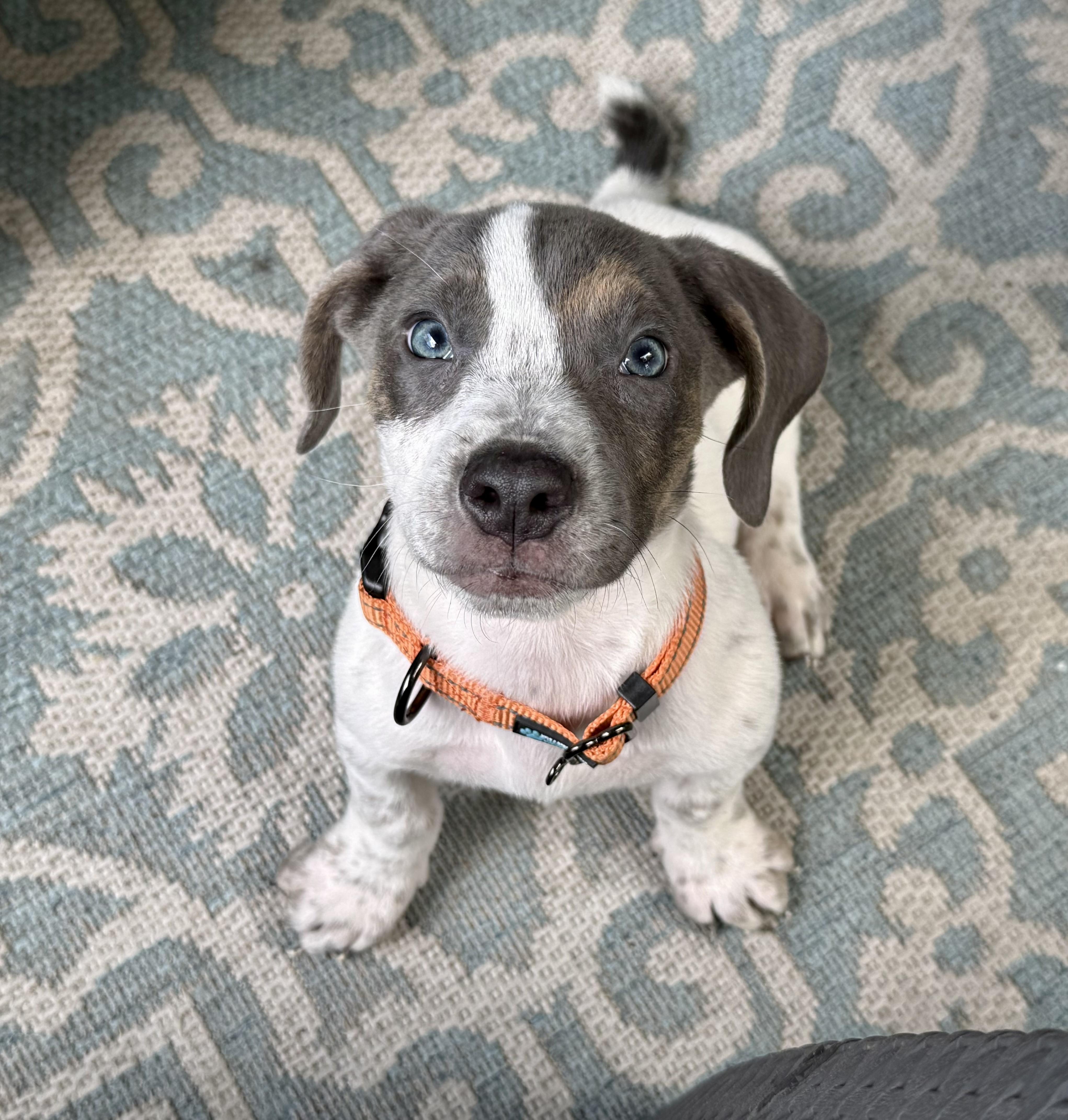 Asher Woofles, adopted, Puppy Male American Foxhound.