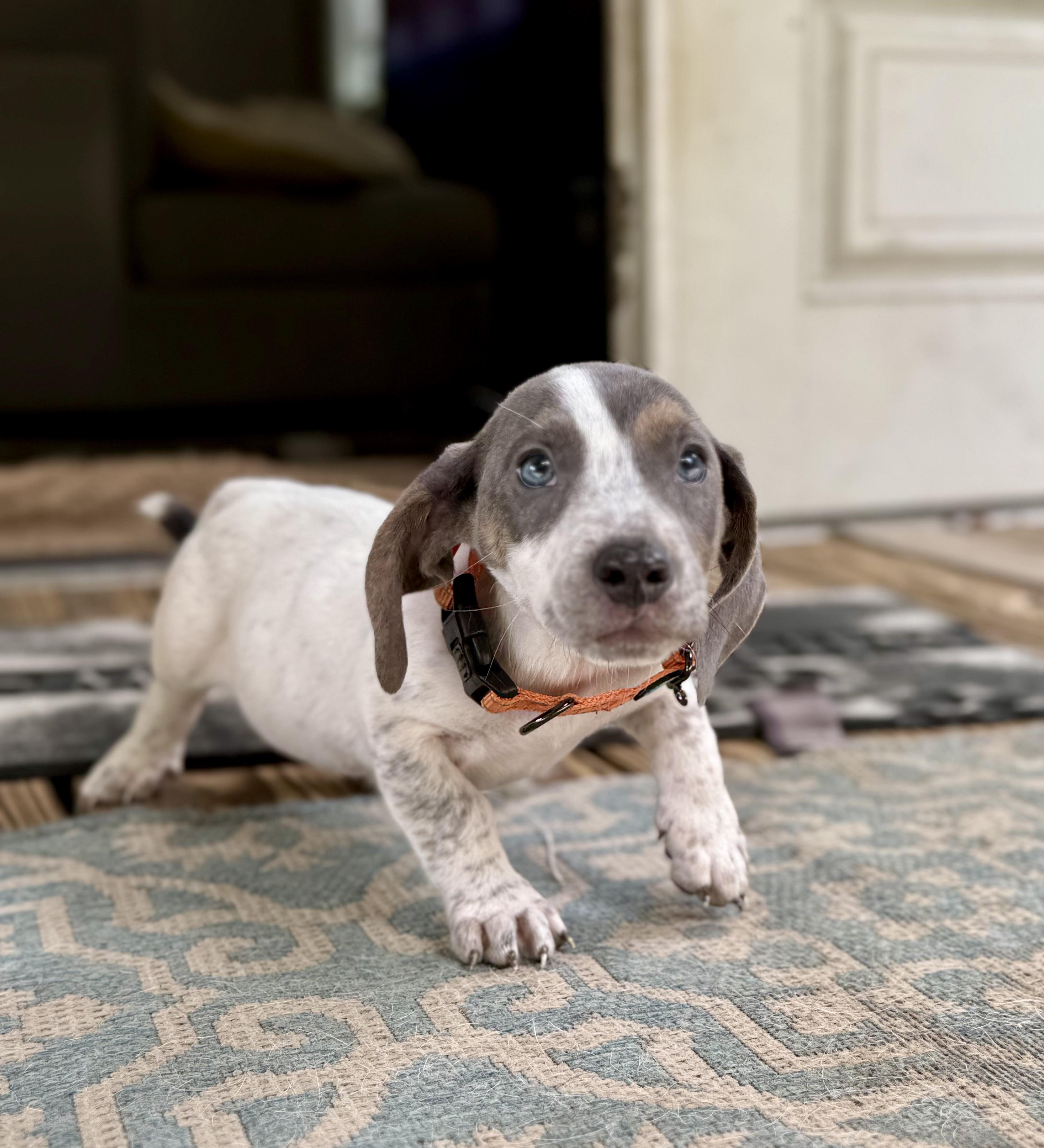 Asher Woofles, an adopted mixed breed in New Orleans, LA image 5/6