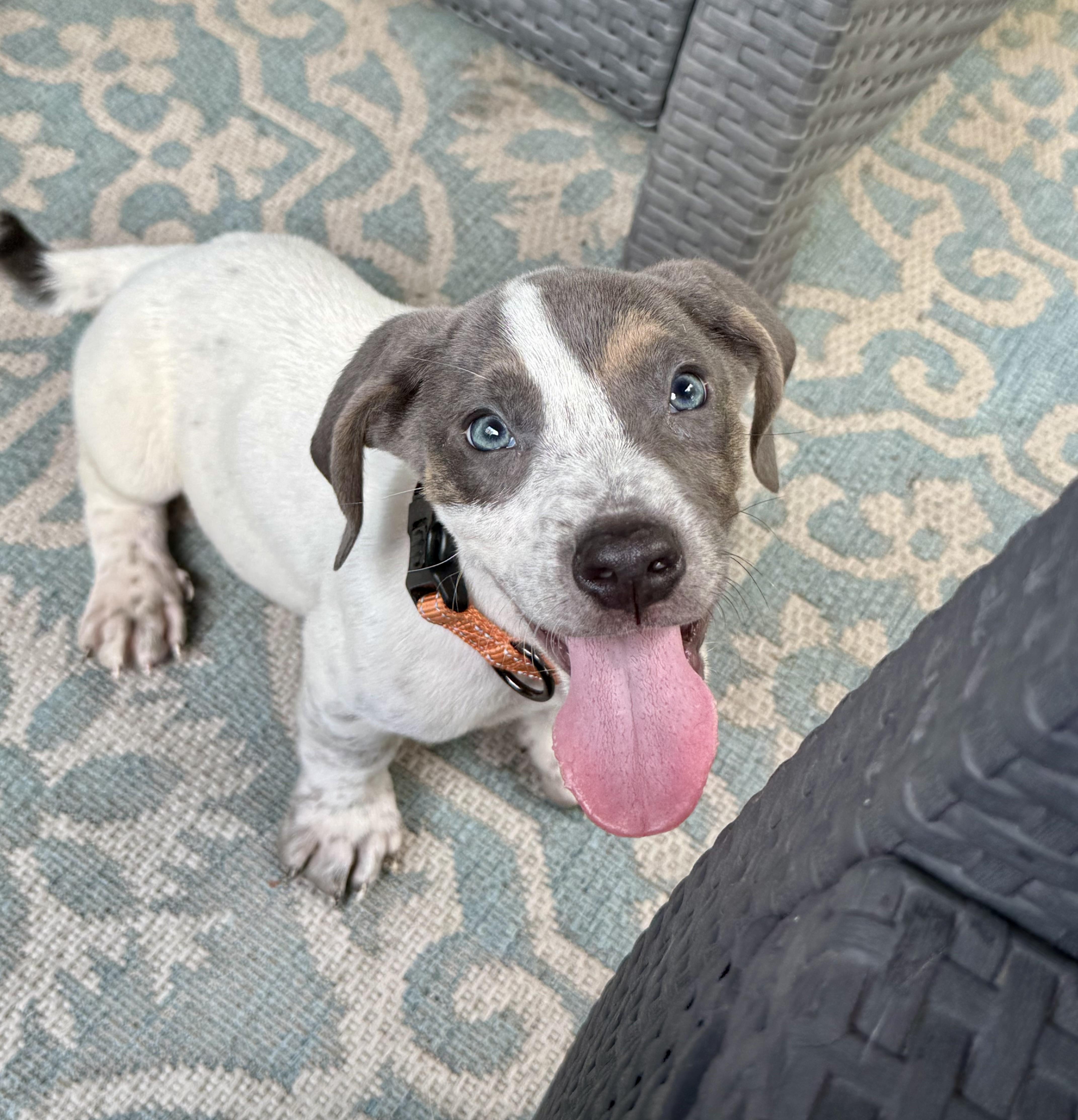 Asher Woofles, an adopted mixed breed in New Orleans, LA image 3/6