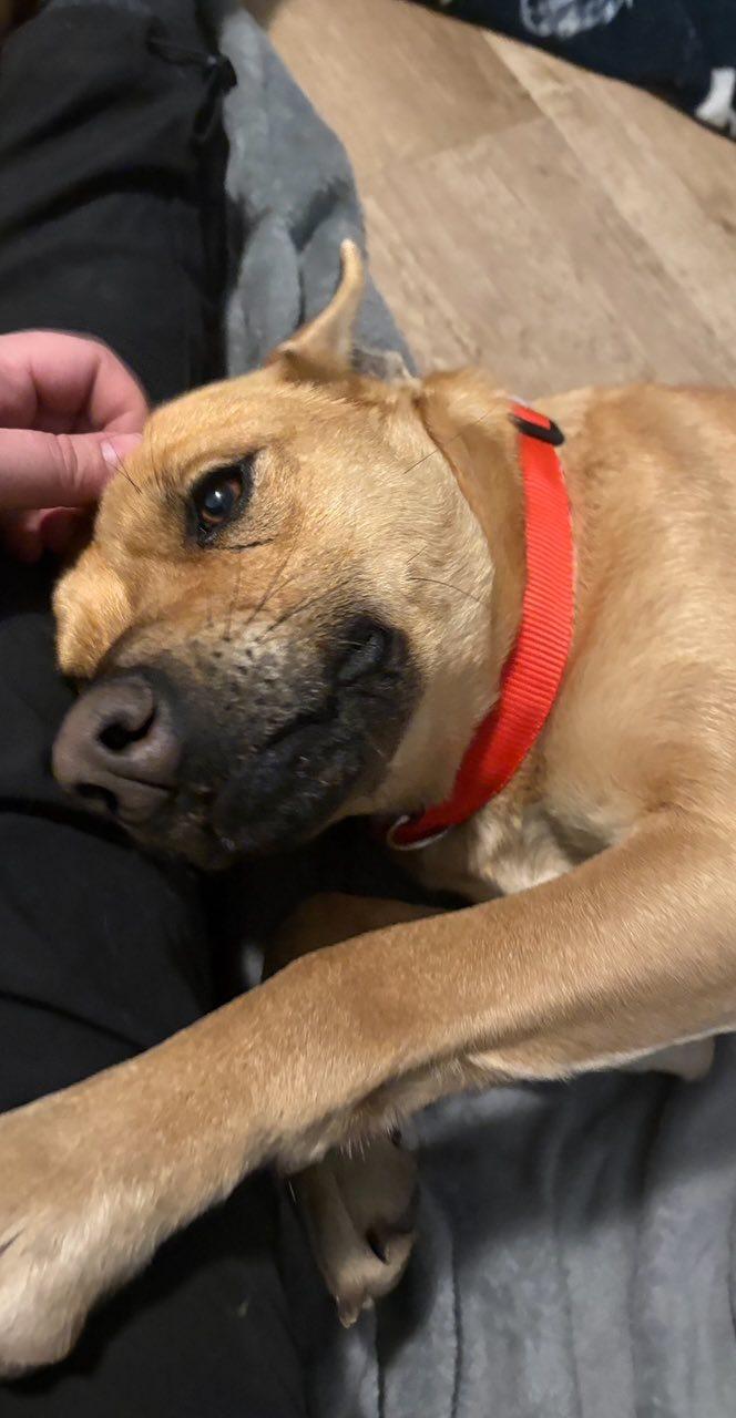 Enlarge Goldie, a ADOPTABLE mixed breed in Manhattan, KS image 2/4